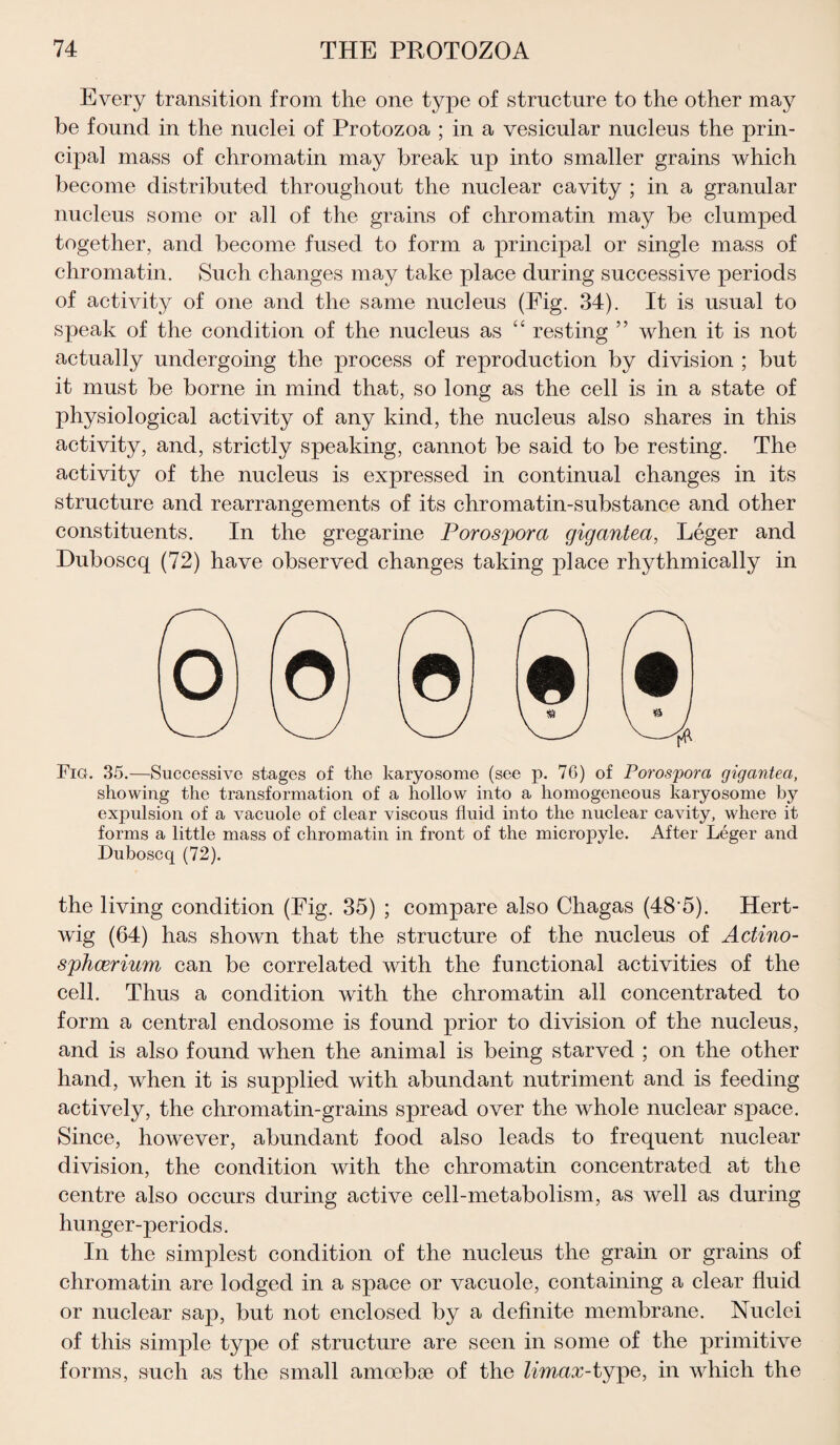 Every transition from the one type of structure to the other may be found in the nuclei of Protozoa ; in a vesicular nucleus the prin¬ cipal mass of chromatin may break up into smaller grains which become distributed throughout the nuclear cavity ; in a granular nucleus some or all of the grains of chromatin may be clumped together, and become fused to form a principal or single mass of chromatin. Such changes may take place during successive periods of activity of one and the same nucleus (Fig. 34). It is usual to speak of the condition of the nucleus as “ resting ” when it is not actually undergoing the process of reproduction by division ; but it must be borne in mind that, so long as the cell is in a state of physiological activity of any kind, the nucleus also shares in this activity, and, strictly speaking, cannot be said to be resting. The activity of the nucleus is expressed in continual changes in its structure and rearrangements of its chromatin-substance and other constituents. In the gregarine Porospora gigantea, Leger and Duboscq (72) have observed changes taking place rhythmically in N Fig. 35.—Successive stages of the karyosomc (see p. 76) of Porospora gigantea, showing the transformation of a hollow into a homogeneous karyosome by expulsion of a vacuole of clear viscous fluid into the nuclear cavity, where it forms a little mass of chromatin in front of the micropyle. After Leger and Duboscq (72). the living condition (Fig. 35) ; compare also Chagas (48'5). Hert- wig (64) has shown that the structure of the nucleus of Actino- sphcerium can be correlated with the functional activities of the cell. Thus a condition with the chromatin all concentrated to form a central endosome is found prior to division of the nucleus, and is also found when the animal is being starved ; on the other hand, when it is supplied with abundant nutriment and is feeding actively, the chromatin-grains spread over the whole nuclear space. Since, however, abundant food also leads to frequent nuclear division, the condition with the chromatin concentrated at the centre also occurs during active cell-metabolism, as well as during hunger-periods. In the simplest condition of the nucleus the grain or grains of chromatin are lodged in a space or vacuole, containing a clear fluid or nuclear sap, but not enclosed by a definite membrane. Nuclei of this simple type of structure are seen in some of the primitive forms, such as the small amoebae of the Umax-type, in which the A1