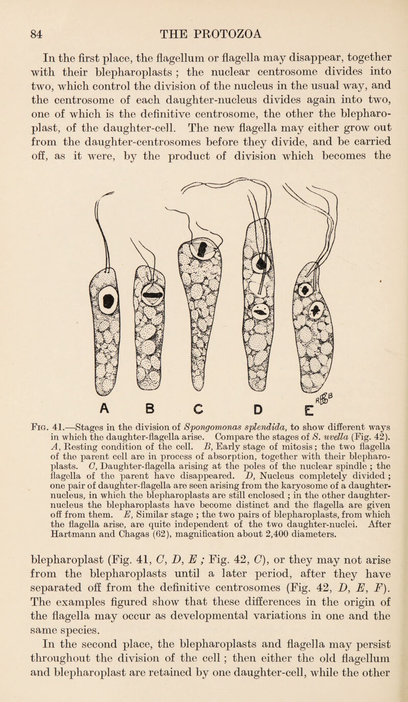 In the first place, the flagellum or flagella may disappear, together with their blepharoplasts ; the nuclear centrosome divides into two, which control the division of the nucleus in the usual way, and the centrosome of each daughter-nucleus divides again into two, one of which is the definitive centrosome, the other the blepharo- plast, of the daughter-cell. The new flagella may either grow out from the daughter-centrosomes before they divide, and be carried off, as it were, by the product of division which becomes the Fig. 41.—Stages in the division of Spongomonas splendida, to show different ways in which the daughter-flagella arise. Compare the stages of S. uvella (Fig. 42). A, Resting condition of the cell. B, Early stage of mitosis; the two flagella of the parent cell are in process of absorption, together with their blepharo¬ plasts. C, Daughter-flagella arising at the poles of the nuclear spindle ; the flagella of the parent have disappeared. D, Nucleus completely divided ; one pair of daughter-flagella are seen arising from the karyosome of a daughter- nucleus, in which the blepharoplasts are still enclosed ; in the other daughter- nucleus the blepharoplasts have become distinct and the flagella are given off from them. E, Similar stage ; the two pairs of blepharoplasts, from which the flagella arise, are quite independent of the two daughter-nuclei. After Hartmann and Chagas (62), magnification about 2,400 diameters. blepharoplast (Fig. 41, G, D, E ; Fig. 42, C), or they may not arise from the blepharoplasts until a later period, after they have separated off from the definitive centrosomes (Fig. 42, D, E, F). The examples figured show that these differences in the origin of the flagella may occur as developmental variations in one and the same species. In the second place, the blepharoplasts and flagella may persist throughout the division of the cell ; then either the old flagellum and blepharoplast are retained by one daughter-cell, while the other