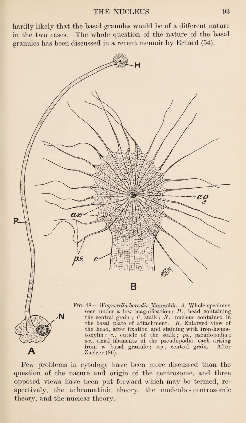 hardly likely that the basal granules would be of a different nature in the two cases. The whole question of the nature of the basal granules has been discussed in a recent memoir by Erhard (54). Few problems in cytology have been more discussed than the question of the nature and origin of the centrosome, and three opposed views have been put forward which may be termed, re¬ spectively, the achromatinic theory, the nucleolo - centrosomic theory, and the nuclear theory.