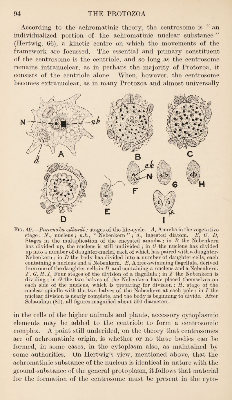 According to the achromatinic theory, the centrosome is “an individualized portion of the achromatinic nuclear substance33 (Hertwig, 66), a kinetic centre on which the movements of the framework are focussed. The essential and primary constituent of the centrosome is the centriole, and so long as the centrosome remains intranuclear, as in perhaps the majority of Protozoa, it consists of the centriole alone. When, however, the centrosome becomes extranuclear, as in many Protozoa and almost universally Fig. 49.—Par amoeba eilhardi : stages of the life-cycle. A, Amoeba in the vegetative stage : N., nucleus ; n.lc., “ Nebenkern ” ; d., ingested diatom. B, Q, D, Stages in the multiplication of the encysted amoeba ; in B the Nebenkern has divided up, the nucleus is still undivided ; in 0 the nucleus has divided up into a number of daughter-nuclei, each of which has paired with a daughter- Nebenkern ; in D the body has divided into a number of daughter-cells, each containing a nucleus and a Nebenkern. E, A free-swimming flagellula, derived from one of the daughter-cells in D, and containing a nucleus and a Nebenkern. F, G, H, I, Four stages of the division of a flagellula ; in F the Nebenkern is dividing ; in G the two halves of the Nebenkern have placed themselves on each side of the nucleus, which is preparing for division ; H, stage of the nuclear spindle with the two halves of the Nebenkern at each pole ; in I the nuclear division is nearly complete, and the body is beginning to divide. After Schaudinn (81), all figures magnified about 500 diameters. in the cells of the higher animals and plants, accessory cytoplasmic elements may be added to the centriole to form a centrosomic complex. A point still undecided, on the theory that centrosomes are of achromatinic origin, is whether or no these bodies can be formed, in some cases, in the cytoplasm also, as maintained by some authorities. On Hertwig’s view, mentioned above, that the achromatinic substance of the nucleus is identical in nature with the ground-substance of the general protoplasm, it follows that material for the formation of the centrosome must be present in the cyto-