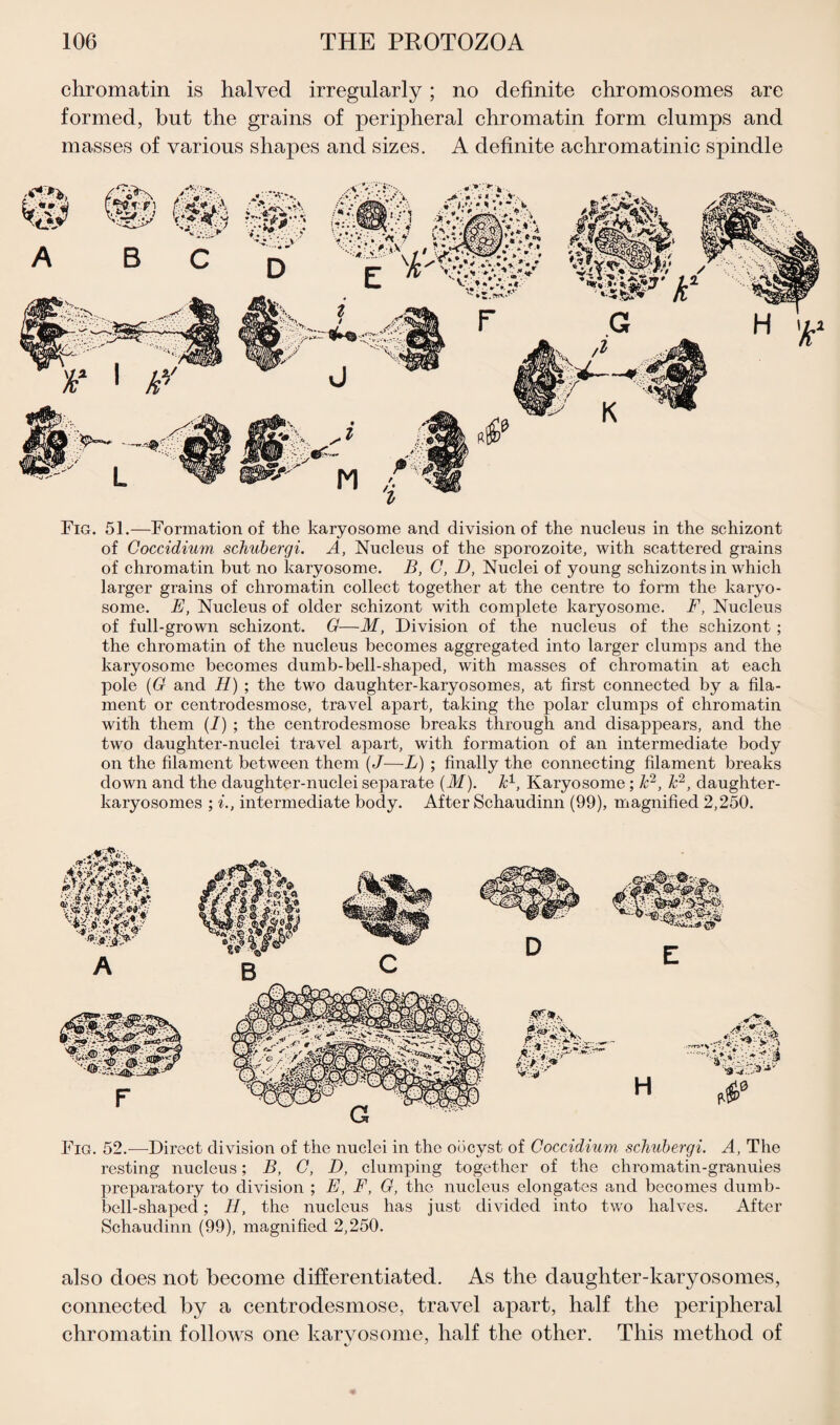 chromatin is halved irregularly; no definite chromosomes are formed, but the grains of peripheral chromatin form clumps and masses of various shapes and sizes. A definite achromatinic spindle Fig. 51.—Formation of the karyosome and division of the nucleus in the schizont of Coccidium schubergi. A, Nucleus of the sporozoite, with scattered grains of chromatin but no karyosome. B, C, D, Nuclei of young schizonts in which larger grains of chromatin collect together at the centre to form the karyo¬ some. E, Nucleus of older schizont with complete karyosome. F, Nucleus of full-grown schizont. G—M, Division of the nucleus of the schizont; the chromatin of the nucleus becomes aggregated into larger clumps and the karyosome becomes dumb-bell-shaped, with masses of chromatin at each pole (G and H) ; the two daughter-karyosomes, at first connected by a fila¬ ment or centrodesmose, travel apart, taking the polar clumps of chromatin with them (I) ; the centrodesmose breaks through and disappears, and the two daughter-nuclei travel apart, with formation of an intermediate body on the filament between them (J—-L) ; finally the connecting filament breaks down and the daughter-nuclei separate (M). k1, Karyosome; k2, k2, daughter- karyosomes ; i., intermediate body. After Schaudinn (99), magnified 2,250. Fig. 52.-—Direct division of the nuclei in the oocyst of Coccidium schubergi. A, The resting nucleus; B, C, D, clumping together of the chromatin-granules preparatory to division ; E, F, G, the nucleus elongates and becomes dumb¬ bell-shaped ; H, the nucleus has just divided into two halves. After Schaudinn (99), magnified 2,250. also does not become differentiated. As the daughter-karyosomes, connected by a centrodesmose, travel apart, half the peripheral chromatin follows one karyosome, half the other. This method of