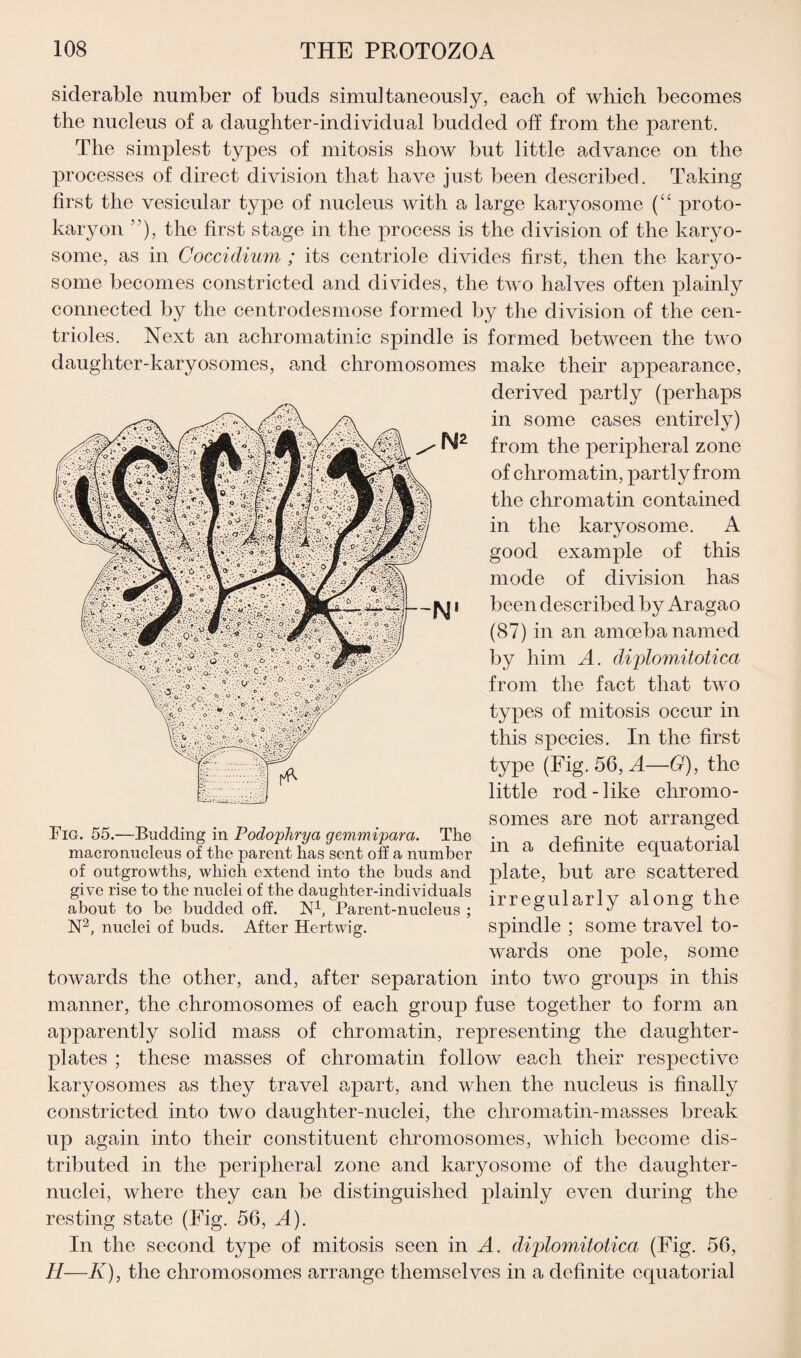 siderable number of buds simultaneously, each of which becomes the nucleus of a daughter-individual budded off from the parent. The simplest types of mitosis show but little advance on the processes of direct division that have just been described. Taking first the vesicular type of nucleus with a large karyosome (“ proto- karyon ”), the first stage in the process is the division of the karyo¬ some, as in Coccidium ; its centriole divides first, then the karyo¬ some becomes constricted and divides, the two halves often plainly connected by the centrodesmose formed by the division of the cen- trioles. Next an achromatinic spindle is formed between the two daughter-karyosomes, and chromosomes make their appearance, derived partly (perhaps in some cases entirely) from the peripheral zone of chromatin, partly from the chromatin contained in the karyosome. A good example of this mode of division has been described by Aragao (87) in an amoeba named by him A. diplomitotica from the fact that two types of mitosis occur in this species. In the first type (Fig. 56, A—G), the little rod-like chromo¬ somes are not arranged Fig. 55.—Budding in Podophrya gemmiparo. The • prmatnrinl macro nucleus of the parent has sent off a number in a tiennne equaro c of outgrowths, which extend into the buds and plate, but are scattered give rise to the nuclei of the daughter-individuals • „ i i n 1 n n o- t b o about to bo budded off. N1, Parent-nucleus; irregularly along tile N2, nuclei of buds. After Hertwig. spindle ; some travel to- wards one pole, some towards the other, and, after separation into two groups in this manner, the chromosomes of each group fuse together to form an apparently solid mass of chromatin, representing the daughter- plates ; these masses of chromatin follow each their respective karyosomes as they travel apart, and when the nucleus is finally constricted into two daughter-nuclei, the chromatin-masses break up again into their constituent chromosomes, which become dis¬ tributed in the peripheral zone and karyosome of the daughter- nuclei, where they can be distinguished plainly even during the resting state (Fig. 56, A). In the second type of mitosis seen in A. diplomitotica (Fig. 56, II—K), the chromosomes arrange themselves in a definite equatorial