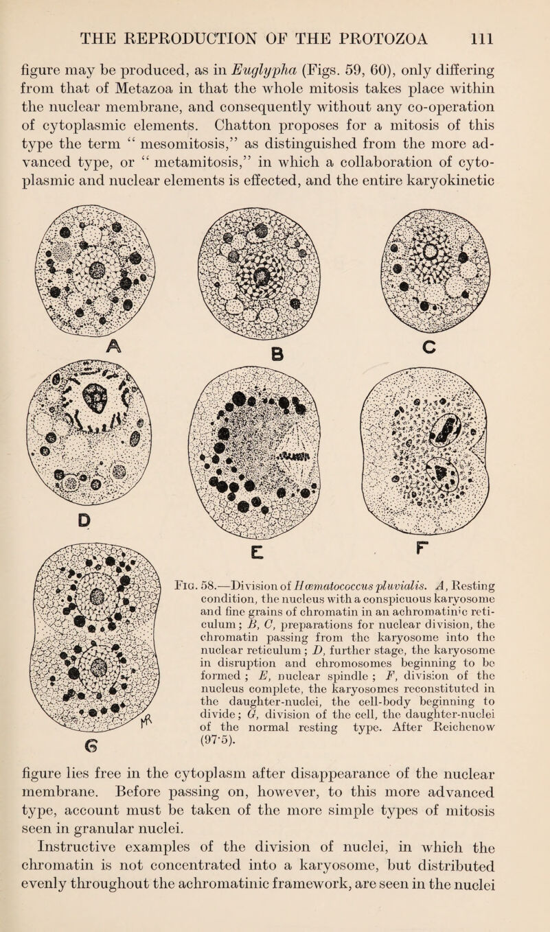 figure may be produced, as in Euglyyha (Figs. 59, 60), only differing from that of Metazoa in that the whole mitosis takes place within the nuclear membrane, and consequently without any co-operation of cytoplasmic elements. Chatton proposes for a mitosis of this type the term “ mesomitosis,” as distinguished from the more ad¬ vanced type, or “ metamitosis,” in which a collaboration of cyto¬ plasmic and nuclear elements is effected, and the entire karyokinetic A 6 Fig. 58.-—Division of Hcematococcus pluvialis. A, Resting condition, the nucleus with a conspicuous karyosome and fine grains of chromatin in an achromatimc reti¬ culum ; B, G, preparations for nuclear division, the chromatin passing from the karyosome into the nuclear reticulum ; D, further stage, the karyosome in disruption and chromosomes beginning to be formed ; E, nuclear spindle ; F, division of the nucleus complete, the karyosomes reconstituted in the daughter-nuclei, the cell-body beginning to divide; G, division of the cell, the daughter-nuclei of the normal resting type. After Reichenow (97-5). figure lies free in the cytoplasm after disappearance of the nuclear membrane. Before passing on, however, to this more advanced type, account must be taken of the more simple types of mitosis seen in granular nuclei. Instructive examples of the division of nuclei, in which the chromatin is not concentrated into a karyosome, but distributed evenly throughout the achromatinic framework, are seen in the nuclei