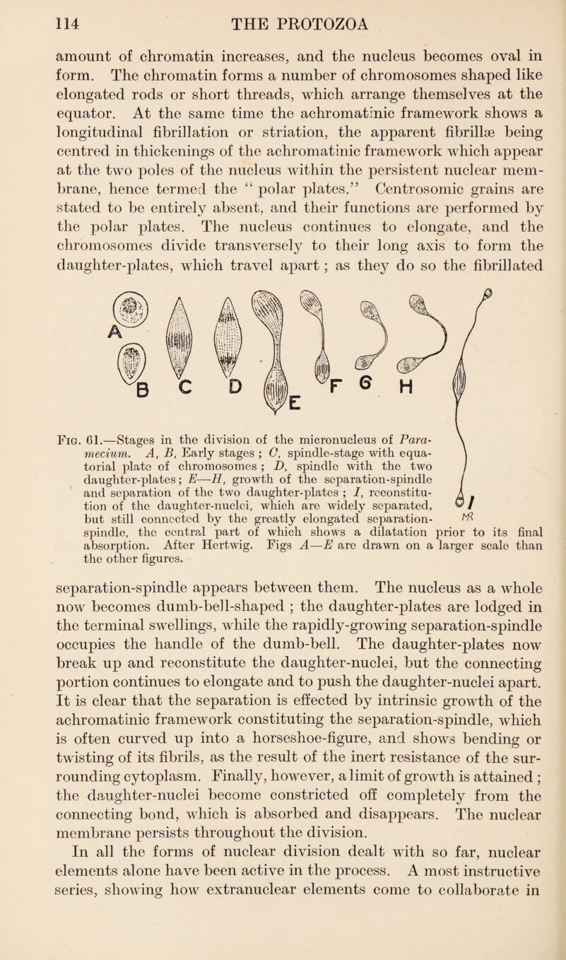 amount of chromatin increases, and the nucleus becomes oval in form. The chromatin forms a number of chromosomes shaped like elongated rods or short threads, which arrange themselves at the equator. At the same time the achromatinic framework shows a longitudinal fibrillation or striation, the apparent fibrillge being centred in thickenings of the achromatinic framework which appear at the two poles of the nucleus within the persistent nuclear mem¬ brane, hence termed the “ polar plates.” Centrosomic grains are stated to be entirely absent, and their functions are performed by the polar plates. The nucleus continues to elongate, and the chromosomes divide transversely to their long axis to form the daughter-plates, which travel apart; as they do so the fibril]ated F © Fig. 61.—Stages in the division of the micronueleus of Para¬ mecium. A, B, Early stages ; C, spindle-stage with equa¬ torial plate of chromosomes ; D, spindle with the two daughter-plates; E—H, growth of the separation-spindle and separation of the two daughter-plates ; I, reconstitu¬ tion of the daughter-nuclei, which are widely separated, hut still connected by the greatly elongated separation- spindle, the central part of which shows a dilatation prior to its final absorption. After Hertwig. Figs A—E are drawn on a larger scale than the other figures. separation-spindle appears between them. The nucleus as a whole now becomes dumb-bell-shaped ; the daughter-plates are lodged in the terminal swellings, while the rapidly-growing separation-spindle occupies the handle of the dumb-bell. The daughter-plates now break up and reconstitute the daughter-nuclei, but the connecting portion continues to elongate and to push the daughter-nuclei apart. It is clear that the separation is effected by intrinsic growth of the achromatinic framework constituting the separation-spindle, which is often curved up into a horseshoe-figure, and shows bending or twisting of its fibrils, as the result of the inert resistance of the sur¬ rounding cytoplasm. Finally, however, a limit of growth is attained ; the daughter-nuclei become constricted off completely from the connecting bond, which is absorbed and disappears. The nuclear membrane persists throughout the division. In all the forms of nuclear division dealt with so far, nuclear elements alone have been active in the process. A most instructive series, showing how extranuclear elements come to collaborate in