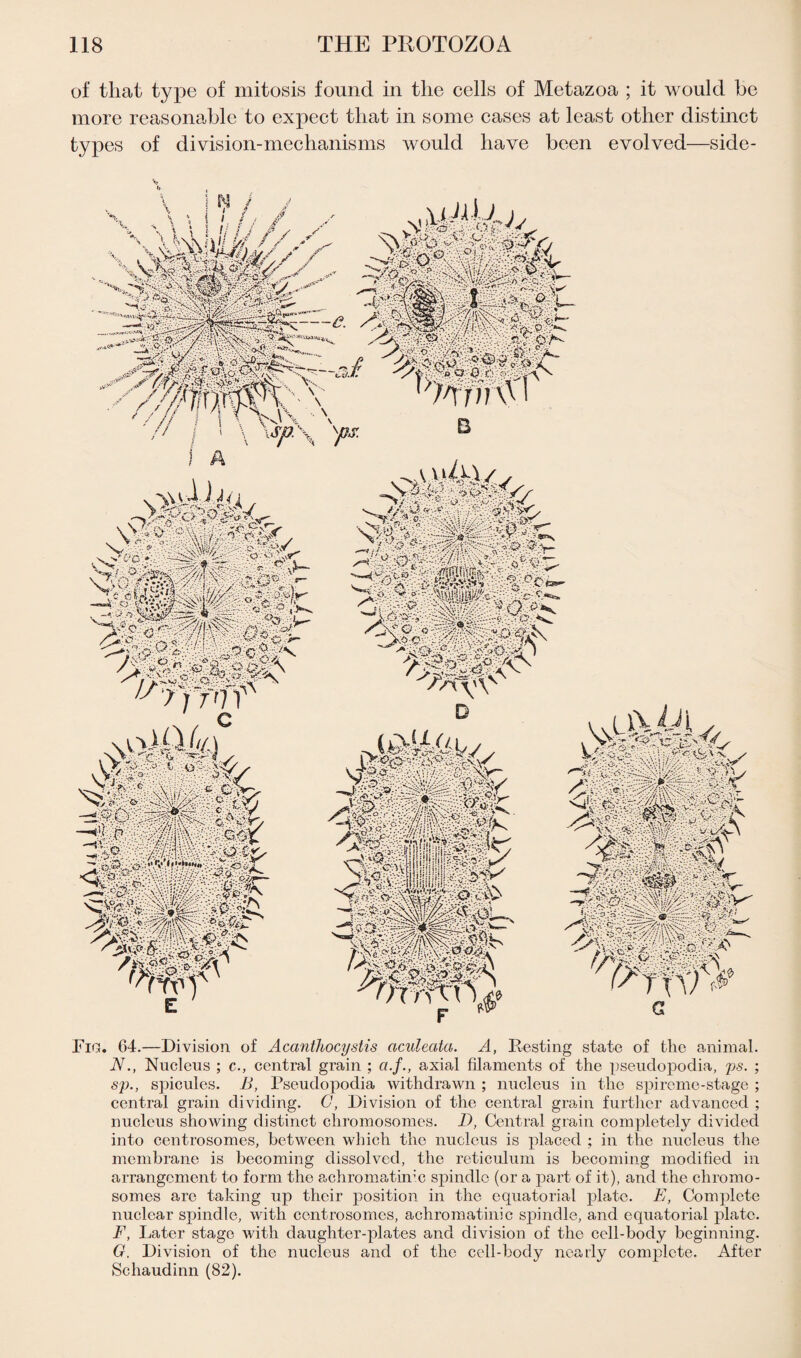 of that type of mitosis found in the cells of Metazoa ; it would be more reasonable to expect that in some cases at least other distinct types of division-mechanisms would have been evolved—side- \ j / \ > ! 1 / ! O \ w' \ sp. \ y?jr \Avy4 iJ/i o ^ V \ . <-\ • •' •..«. V •. • : • -C -\rZf V--*', • . ^ v-'■.. ' - v nk<* -iZy': ^ ' .o'Scxyv //■>■ 7/771 c A OV ' C >* T:'' 9 / / oo , t ■* <W>v*:«pVr p / i \ /V \p®£, da ^ Nr^ - Agit®d E D i u7)/ , V / VC. ; • -Vi ; -.■:.fity.-.rVS 05^7' 7'^ WDt’T ! VO •“'V:'V.i>7''--r:- . 7--. • o •'r*,.r'...'. '• //••'! 7 3 S J ■•• •'.■■- v ' ‘ • .■■ 4 •■••- *’ •'•:.•' st‘7ri' 1- ■5>:7J im <%*» : ipiifep <9 Ok • ■•; J A : ! ' ‘'w:7*l ■ .V-.X • i i'7:•.■V.>7'\Wuv?^iiiHl^A-'7- c K-i? y . /Oo O o • • «'O -'k? K / >^.4£#4Av \'\v D dV 7^^- ^ : -1 j 11 j! I j: (i j i V ^ ^'7 . A ;;.- l l: i f J ; i j - r b-.V... A v >7 <> J V O ul iWl . /d . 75^-7 - -/v '' 7 77' - Jil* «i*«p Or / it n ^ .A :yv ^=7®  ^ ^ w r> - n-* - X •// Fig. 64.—Division of Acanthocystis aculeata. A, Resting state of the animal. N., Nucleus ; c., central grain ; «./., axial filaments of the pseudopodia, ps. ; sp., spicules. B, Pseudopodia withdrawn ; nucleus in the spireme-stage ; central grain dividing. G, Division of the central grain further advanced ; nucleus showing distinct chromosomes. D, Central grain completely divided into centrosomes, between which the nucleus is placed ; in the nucleus the membrane is becoming dissolved, the reticulum is becoming modified in arrangement to form the achromatin:c spindle (or a part of it), and the chromo¬ somes are taking up their position in the equatorial plate. E, Complete nuclear spindle, with centrosomes, achromatinic spindle, and equatorial plate. F, Later stage with daughter-plates and division of the cell-body beginning. G, Division of the nucleus and of the cell-body nearly complete. After Scliaudinn (82).