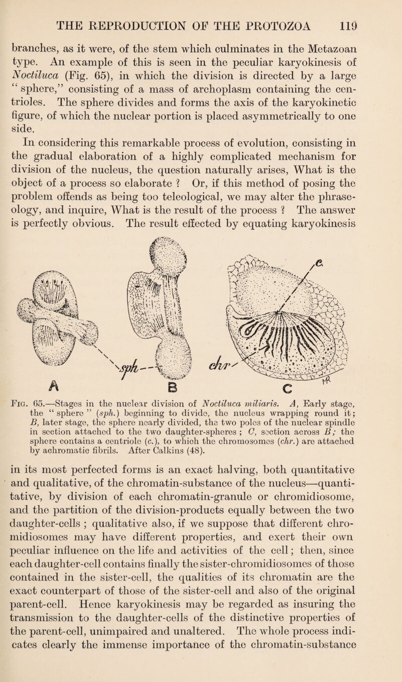 branches, as it were, of the stem which culminates in the Metazoan type. An example of this is seen in the peculiar karyokinesis of Nodiluca (Fig. 65), in which the division is directed by a large “ sphere,” consisting of a mass of arehoplasm containing the cen- trioles. The sphere divides and forms the axis of the karyokinetic figure, of which the nuclear portion is placed asymmetrically to one side. In considering this remarkable process of evolution, consisting in the gradual elaboration of a highly complicated mechanism for division of the nucleus, the question naturally arises, What is the object of a process so elaborate 1 Or, if this method of posing the problem offends as being too teleological, we may alter the phrase¬ ology, and inquire, What is the result of the process ? The answer is perfectly obvious. The result effected by equating karyokinesis Fig. G5.—Stages in the nuclear division of Nodiluca miliaris. A, Early stage, the “sphere” (sph.) beginning to divide, the nucleus wrapping round it; B, later stage, the sphere nearly divided, the two poles of the nuclear spindle in section attached to the twm daughter-spheres ; G, section across B; the sphere contains a centriole (c.), to which the chromosomes (chr.) are attached by achromatic fibrils. After Calkins (48). in its most perfected forms is an exact halving, both quantitative and qualitative, of the chromatin-substance of the nucleus—quanti¬ tative, by division of each chromatin-granule or chromidiosome, and the partition of the division-products equally between the two daughter-cells ; qualitative also, if we suppose that different cliro- midiosomes may have different properties, and exert their own peculiar influence on the life and activities of the cell; then, since each daughter-cell contains finally the sister-chromidiosomes of those contained in the sister-cell, the qualities of its chromatin are the exact counterpart of those of the sister-cell and also of the original parent-cell. Hence karyokinesis may be regarded as insuring the transmission to the daughter-cells of the distinctive properties of the parent-cell, unimpaired and unaltered. The whole process indi¬ cates clearly the immense importance of the chromatin-substance