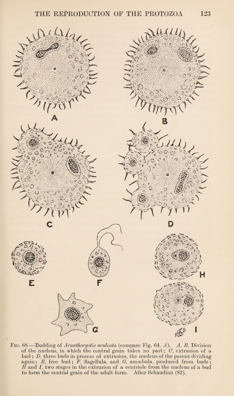 Fid. 68.—Budding of Acanthocystis aculeata (compare Fig. 64, A). A, B, Division of the nucleus, in which the central grain takes no part; C, extrusion of a bud ; D, three buds in process of extrusion, the nucleus of the parent dividing again; E, free bud; F, flagellula, and G, amoebula, produced from buds ; II and I, two stages in the extrusion of a centriole from the nucleus of a bud to form the central grain of the adult form. After Schaudinn (82).