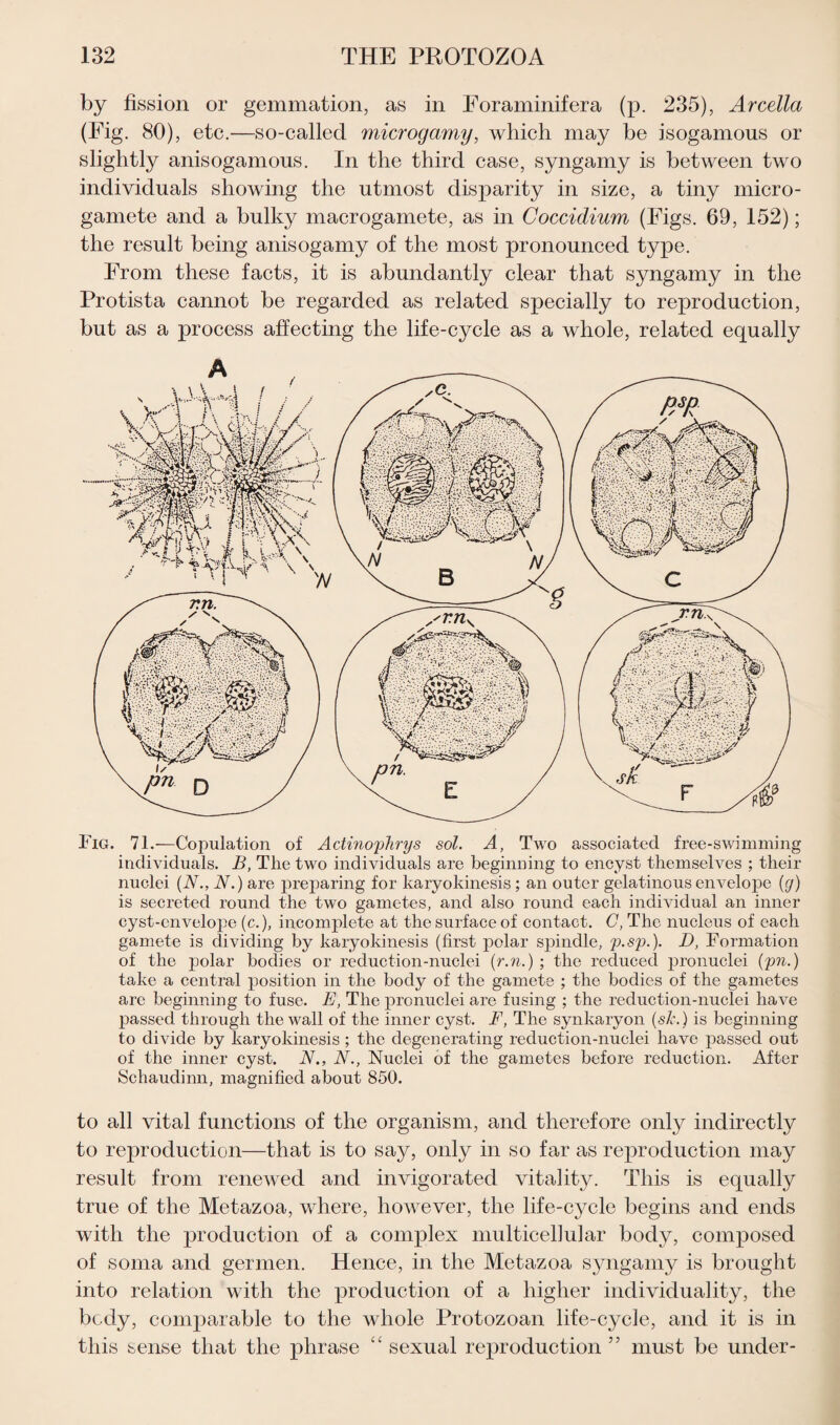 by fission or gemmation, as in Eoraminifera (p. 235), Arcella (Fig. 80), etc.—so-called microgamy, which may be isogamous or slightly anisogamous. In the third case, syngamy is between two individuals showing the utmost disparity in size, a tiny micro¬ gamete and a bulky macrogamete, as in Coccidium (Figs. 69, 152); the result being anisogamy of the most pronounced type. From these facts, it is abundantly clear that syngamy in the Protista cannot be regarded as related specially to reproduction, but as a process affecting the life-cycle as a whole, related equally Fig. 71.—Copulation of Actinophrys sol. A, Two associated free-swimming individuals. B, The two individuals are beginning to encyst themselves ; their nuclei (N., N.) are preparing for karyokinesis ; an outer gelatinous envelope (g) is secreted round the two gametes, and also round each individual an inner cyst-envelope (c.), incomplete at the surface of contact. G, The nucleus of each gamete is dividing by karyokinesis (first polar spindle, p.sp.). D, Formation of the polar bodies or reduction-nuclei (r.n.) ; the reduced pronuclei (pn.) take a central position in the body of the gamete ; the bodies of the gametes are beginning to fuse. E, The pronuclei are fusing ; the reduction-nuclei have passed through the wall of the inner cyst. F, The synkaryon (sic.) is beginning to divide by karyokinesis ; the degenerating reduction-nuclei have passed out of the inner cyst. N., N., Nuclei of the gametes before reduction. After Schaudinn, magnified about 850. to all vital functions of the organism, and therefore only indirectly to reproduction—that is to say, only in so far as reproduction may result from renewed and invigorated vitality. This is equally true of the Metazoa, where, however, the life-cycle begins and ends with the production of a complex multicellular body, composed of soma and germen. Hence, in the Metazoa syngamy is brought into relation with the production of a higher individuality, the body, comparable to the whole Protozoan life-cycle, and it is in this sense that the phrase “ sexual reproduction 55 must be under-