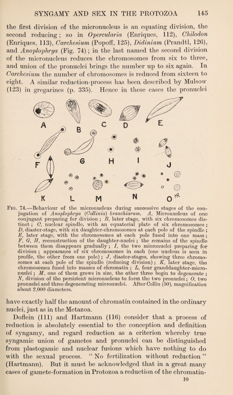 the first division of the micronucleus is an equating division, the second reducing ; so in Opercularia (Enriques, 112), Chilodon (Enriques, 113), Garchesium (Popoff, 125), Didinium (Prandtl, 126), and Anoplophrya (Fig. 74); in the last named the second division of the micronucleus reduces the chromosomes from six to three, and union of the pronuclei brings the number up to six again. In Garchesium the number of chromosomes is reduced from sixteen to eight. A similar reduction-process has been described by Mulsow (123) in gregarines (p. 335). Hence in these cases the pronuclei Fig. 74.—Behaviour of the micronucleus during successive stages of the con¬ jugation of Anoplophrya (Collinia) branchiarum. A, Micronucleus of one conjugant preparing for division ; B, later stage, with six chromosomes dis¬ tinct ; G, nuclear spindle, with an equatorial plate of six chromosomes ; D, diaster-stage, with six daughter-chromosomes at each pole of the spindle ; E, later stage, with the chromosomes at each pole fused into one mass ; F, G, H, reconstruction of the daughter-nuclei ; the remains of the spindle between them disappears gradually ; I, the two micronuclei preparing for division ; appearance of six chromosomes in each (one nucleus is seen in profile, the other from one pole) ; J, diaster-stages, showing three chromo¬ somes at each pole of the spindle (reducing division) ; K, later stage, the chromosomes fused into masses of chromatin ; L, four granddaughter-micro¬ nuclei ; M, one of them grows in size, the other three begin to degenerate ; N, division of the persistent micronucleus to form the two pronuclei; 0, two pronuclei and three degenerating micronuclei. After Collin (50), magnification about 2.000 diameters. have exactly half the amount of chromatin contained in the ordinary nuclei, just as in the Metazoa. Doflein (111) and Hartmann (116) consider that a process of reduction is absolutely essential to the conception and definition of syngamy, and regard reduction as a criterion whereby true syngamic union of gametes and pronuclei can be distinguished from plastogamic and nuclear fusions which have nothing to do with the sexual process. “No fertilization without reduction ” (Hartmann). But it must be acknowledged that in a great many cases of gamete-formation in Protozoa a reduction of the chromatin- 10