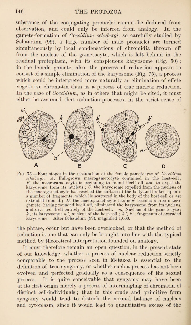 substance of the conjugating pronuclei cannot be deduced from observation, and could only be inferred from analogy. In the gamete-formation of Coccidium schubergi, so carefully studied by Schaudinn (99), a large number of male pronuclei are formed simultaneously by local condensations of chromidia thrown off from the nucleus of the gametocyte, which is left behind in the residual protoplasm, with its conspicuous karyosome (Fig, 50) ; in the female gamete, also, the process of reduction appears to consist of a simple elimination of the karyosome (Fig. 75), a process which could be interpreted more naturally as elimination of effete vegetative chromatin than as a process of true nuclear reduction. In the case of Coccidium, as in others that might be cited, it must either be assumed that reduction-processes, in the strict sense of Fig. 75.—Four stages in the maturation of the female gametocyte of Coccidium schubergi. A, Full-grown macrogametocyte contained in the host-cell ; B, the macrogametocyte is beginning to round itself off and to expel the karyosome from its nucleus ; C, the karyosome expelled from the nucleus of the macrogametocyte has reached the surface of the body and broken up into a number of fragments, which lie scattered in the body of the host-cell or are extruded from it ; D, the macrogametocyte has now become a ripe macro¬ gamete, having rounded itself off, eliminated the karyosome from its nucleus, and divested itself entirely of the host-cell, n., Nucleus of the gametocyte ; k., its karyosome ; n.', nucleus of the host-cell ; k.', k/, fragments of extruded karyosome. After Schaudinn (99), magnified 1,000. the phrase, occur but have been overlooked, or that the method of reduction is one that can only be brought into line with the typical method by theoretical interpretation founded on analogy. It must therefore remain an open question, in the present state of our knowledge, whether a process of nuclear reduction strictly comparable to the process seen in Metazoa is essential to the definition of true syngamy, or whether such a process has not been evolved and perfected gradually as a consequence of the sexual process. It is quite conceivable that syngamy may have been at its first origin merely a process of intermingling of chromatin of distinct cell-individuals ; that in this crude and primitive form syngamy would tend to disturb the normal balance of nucleus and cytoplasm, since it would lead to quantitative excess of the