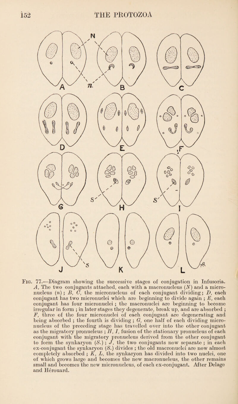 Fig. 77.'—Diagram showing the successive stages of conjugation in Infusoria. A, The two conjugants attached, each with a macronucleus (N) and a micro¬ nucleus (n) ; B, C, the micronucleus of each eonjugant dividing; D, each conjugant has two micronuclei which are beginning to divide again ; E, each eonjugant has four micronuclei ; the macronuclei are beginning to become irregular in form ; in later stages they degenerate, break up, and are absorbed ; F, three of the four micro nuclei of each conjugant are degenerating and being absorbed ; the fourth is dividing ; G, one half of each dividing micro- nucleus of the preceding stage has travelled over into the other conjugant as the migratory pronucleus ; II, I, fusion of the stationary pronucleus of each conjugant with the migratory pronucleus derived from the other conjugant to form the synkaryon (S.) ; J, the two conjugants now separate ; in each ex-conjugant the synkaryon (S.) divides ; the old macronuclei are now almost completely absorbed ; K, L, the synkaryon has divided into two nuclei, one of which grows large and becomes the new macronucleus, the other remains small and becomes the new micronucleus, of each ex-conjugant. After Delage and Herouard.