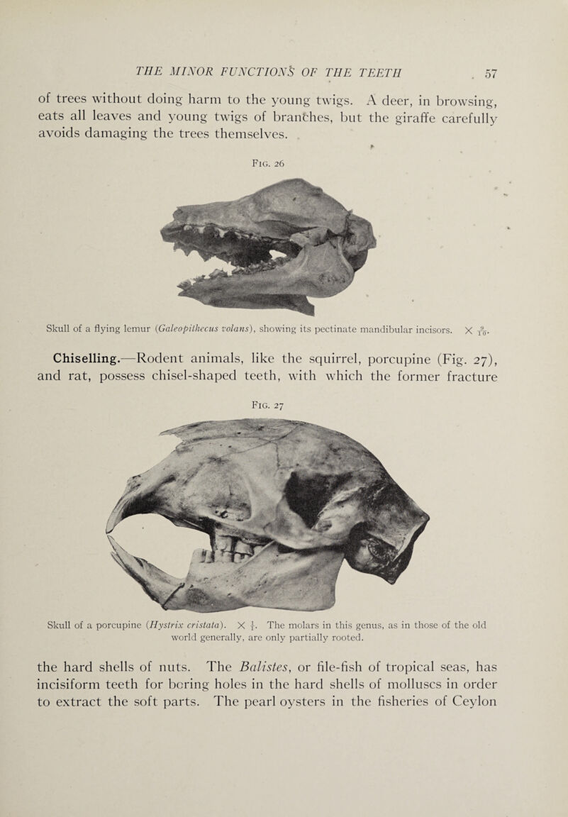 of trees without doing harm to the young twigs. A deer, in browsing, eats all leaves and young twigs of branches, but the giraffe carefully avoids damaging the trees themselves. t- Fig. 26 Skull of a flying lemur (Galeopithecus volans), showing its pectinate mandibular incisors. X To- Chiselling.—Rodent animals, like the squirrel, porcupine (Fig. 27), and rat, possess chisel-shaped teeth, with which the former fracture Fig. 27 Skull of a porcupine (Hystrix cristata). X t- The molars in this genus, as in those of the old world generally, are only partially rooted. the hard shells of nuts. The Batistes, or file-fish of tropical seas, has incisiform teeth for boring holes in the hard shells of molluscs in order to extract the soft parts. The pearl oysters in the fisheries of Ceylon