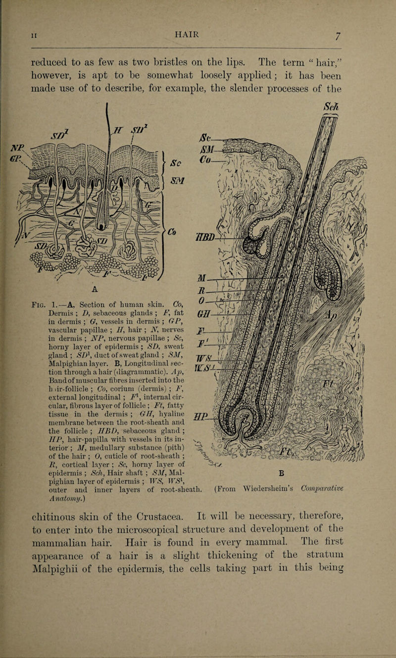 HAIR reduced to as few as two bristles on the lips. The term “ hair/5 however, is apt to be somewhat loosely applied; it has been made use of to describe, for example, the slender processes of the Fig. 1.—A, Section of human skin. Co, Dennis ; D, sebaceous glands ; F, fat in dermis ; G, vessels in dermis ; GP, vascular papillae ; II, hair ; N, nerves in dermis ; NP, nervous papillae ; Sc, horny layer of epidermis ; SD, sweat gland ; SI)1, duct of sweat gland ; SM, Malpighian layer. B, Longitudinal sec¬ tion through a hair (diagrammatic). Ap, Bandof muscular fibres inserted into the h dr-follicle ; Co, corium (dermis) ; F, external longitudinal ; F1, internal cir¬ cular, fibrous layer of follicle ; Ft, fatty tissue in the dermis ; GH, hyaline membrane between the root-sheath and the follicle ; HBD, sebaceous gland ; IIP, hair-papilla with vessels in its in¬ terior ; M, medullary substance (pith) of the hair ; 0, cuticle of root-sheatli ; R, cortical layer ; Sc, horny layer of epidermis ; Sell, Hair shaft ; SM, Mal¬ pighian layer of epidermis ; IRS', IRS1, outer and inner layers of root-sheatli Anatomy.) B (From Wiedersheim’s Comparative chitinous skin of the Crustacea. It will be necessary, therefore, to enter into the microscopical structure and development of the mammalian hair. Hair is found in every mammal. The first appearance of a hair is a slight thickening of the stratum Malpighii of the epidermis, the cells taking part in this being