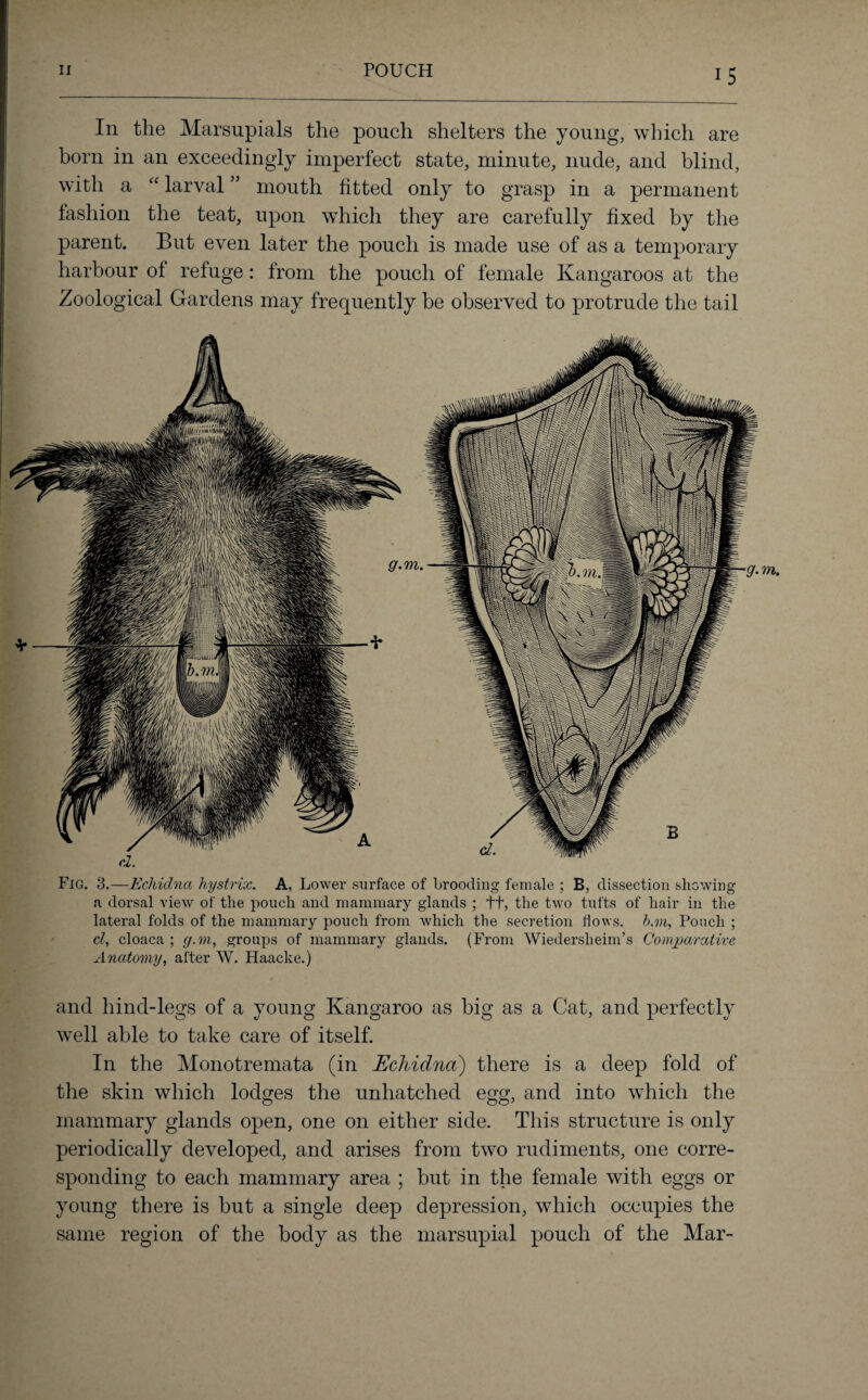 In the Marsupials the pouch shelters the young, which are born in an exceedingly imperfect state, minute, nude, and blind, with a “ larval ” mouth fitted only to grasp in a permanent fashion the teat, upon which they are carefully fixed by the parent. But even later the pouch is made use of as a temporary harbour of refuge: from the pouch of female Kangaroos at the Zoological Gardens may frequently be observed to protrude the tail Fig. 3.—Echidna hystrix. A, Lower surface of brooding female ; B, dissection showing a dorsal view of the pouch and mammary glands ; tt, the two tufts of hair in the lateral folds of the mammary pouch from which the secretion Hows, b.m, Pouch ; cl, cloaca ; g.m, groups of mammary glands. (From Wiedersheim’s Comparative Anatomy, after W. Haacke.) and hind-legs of a young Kangaroo as big as a Cat, and perfectly well able to take care of itself. In the Monotremata (in Echidna) there is a deep fold of the skin which lodges the unhatched egg, and into which the mammary glands open, one on either side. This structure is only periodically developed, and arises from two rudiments, one corre¬ sponding to each mammary area ; but in the female with eggs or young there is but a single deep depression, which occupies the same region of the body as the marsupial pouch of the Mar-