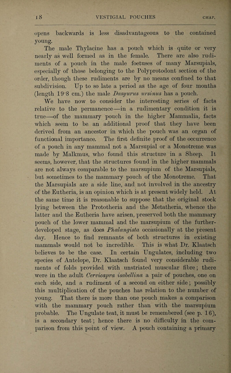 opens backwards is less disadvantageous to the contained young. The male Thylacine has a pouch which is quite or very nearly as well formed as in the female. There are also rudi¬ ments of a pouch in the male foetuses of many Marsupials, especially of those belonging to the Polyprotodont section of the order, though these rudiments are by no means confined to that subdivision. Up to so late a period as the age of four months (length 19‘8 cm.) the male Dasyurus ursinus has a pouch. We have now to consider the interesting series of facts relative to the permanence—in a rudimentary condition it is true—of the mammary pouch in the higher Mammalia, facts which seem to be an additional proof that they have been derived from an ancestor in which the pouch was an organ of functional importance. The first definite proof of the occurrence of a pouch in any mammal not a Marsupial or a Monotreme was made by Malkmus, who found this structure in a Sheep. It seems, however, that the structures found in the higher mammals are not always comparable to the marsupium of the Marsupials, but sometimes to the mammary pouch of the Monotreme. That the Marsupials are a side line, and not involved in the ancestry of the Eutheria, is an opinion which is at present widely held. At the same time it is reasonable to suppose that the original stock lying between the Prototheria and the Metatheria, whence the latter and the Eutheria have arisen, preserved both the mammary pouch of the lower mammal and the marsupium of the further- developed stage, as does Phalangista occasionally at the present day. Hence to find remnants of both structures in existing mammals would not be incredible. This is what Dr. Klaatsch believes to be the case. In certain Ungulates, including two species of Antelope, Dr. Klaatsch found very considerable rudi¬ ments of folds provided with unstriated muscular fibre; there were in the adult Cervicapra isabellina a pair of pouches, one on each side, and a rudiment of a second on either side; possibly this multiplication of the pouches has relation to the number of young. That there is more than one pouch makes a comparison with the mammary pouch rather than with the marsupium probable. The Ungulate teat, it must be remembered (see p. 16), is a secondary teat; hence there is no difficulty in the com¬ parison from this point of view. A pouch containing a primary