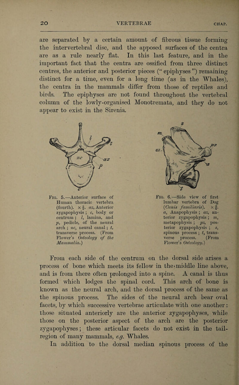 are separated by a certain amount of fibrous tissue forming the intervertebral disc, and the apposed surfaces of the centra are as a rule nearly flat. In this last feature, and in the important fact that the centra are ossified from three distinct centres, the anterior and posterior pieces (“ epiphyses ”) remaining distinct for a time, even for a long time (as in the Whales), the centra in the mammals differ from those of reptiles and birds. The epiphyses are not column of the lowly-organised appear to exist in the Sirenia. zygapophysis ; c, body or centrum; l, lamina, and p, pedicle, of tlie neural arch ; nc, neural canal; t, transverse process. (From Flower’s Osteology of the Mammalia.) found throughout the vertebral Monotremata, and they do not 8 Fig. 6.—Side view of first lumbar vertebra of Dog (Canis familiaris). x f. a, Anapophysis ; az, an¬ terior zygapophysis ; m, metapophysis ; pz, pos¬ terior zygapophysis ; s, spinous process ; t, trans¬ verse process. (From Flower’s Osteology.) From each side of the centrum on the dorsal side arises a process of bone which meets its fellow in the-middle line above, and is from there often prolonged into a spine. A canal is thus formed which lodges the spinal cord. This arch of bone is known as the neural arch, and the dorsal process of the same as the spinous process. The sides of the neural arch bear oval facets, by which successive vertebrae articulate with one another : those situated anteriorly are the anterior zygapophyses, while those on the posterior aspect of the arch are the posterior zygapophyses; these articular facets do not exist in the tail- region of many mammals, e.g. Whales. In addition to the dorsal median spinous process of the