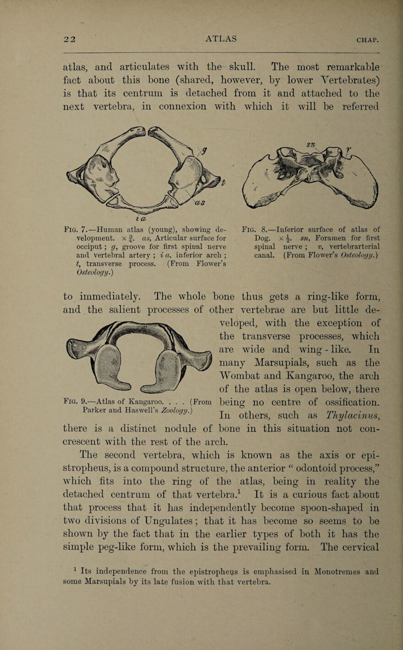 atlas, and articulates with the skull. The most remarkable fact about this bone (shared, however, by lower Vertebrates) is that its centrum is detached from it and attached to the next vertebra, in connexion with which it will be referred t i a Fig. 7.—Human atlas (young), showing de¬ velopment. x f. as, Articular surface for occiput ; g, groove for first spinal nerve and vertebral artery ; i a, inferior arch ; t, transverse process. (From Flower’s Osteology.) to immediately. The whole bone thus gets a ring-like form, and the salient processes of other vertebrae are but little de¬ veloped, with the exception of the transverse processes, which are wide and wing - like. In many Marsupials, such as the Wombat and Kangaroo, the arch of the atlas is open below, there Fig. 9.—Atlas of Kangaroo. . . . (From being 110 Centre of ossification. Parker and Haswell’s Zoology.) T ,n rm 7 1 In others, such as 1 hylacmus, there is a distinct nodule of bone in this situation not con- crescent with the rest of the arch. The second vertebra, which is known as the axis or epi¬ stropheus, is a compound structure, the anterior “ odontoid process,” which fits into the ring of the atlas, being in reality the detached centrum of that vertebra.1 It is a curious fact about that process that it has independently become spoon-shaped in two divisions of Ungulates; that it has become so seems to be shown by the fact that in the earlier types of both it has the simple peg-like form, which is the prevailing form. The cervical 1 Its independence from the epistropheus is emphasised in Monotremes and some Marsupials by its late fusion with that vertebra. Fig. 8.—Inferior surface of atlas of Dog. x sn, Foramen for first spinal nerve ; v, vertebrarterial canal. (From Flower’s Osteology.)