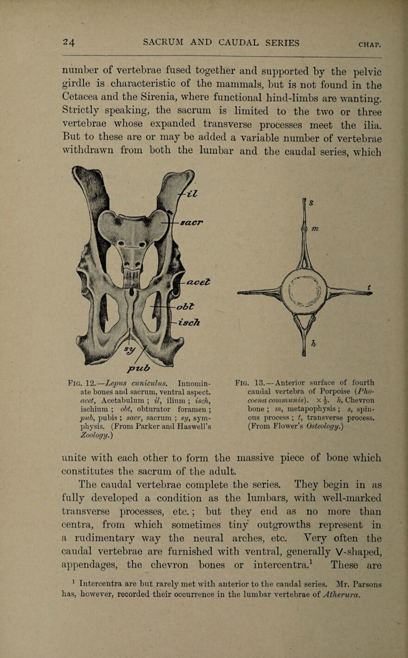 number of vertebrae fused together and supported by the pelvic girdle is characteristic of the mammals, but is not found in the Cetacea and the Sirenia, where functional hind-limbs are wanting. Strictly speaking, the sacrum is limited to the two or three vertebrae whose expanded transverse processes meet the ilia. But to these are or may be added a variable number of vertebrae withdrawn from both the lumbar and the caudal series, which Fig. 12.—Lejpus cuniculus. Innomin¬ ate bones and sacrum, ventral aspect. acet, Acetabulum ; il, ilium ; isch, ischium ; obt, obturator foramen ; pub, pubis ; sacr, sacrum ; sy, sym¬ physis. (From Parker and Haswell’s Zoology.) Fig. 13.—Anterior surface of fourth caudal vertebra of Porpoise (Pho- coena communis), x h, Chevron bone ; m, metapophysis ; s, spin¬ ous process ; t, transverse process. (From Flower’s Osteology.) unite with each other to form the massive piece of bone which constitutes the sacrum of the adult. The caudal vertebrae complete the series. They begin in as fully developed a condition as the lumbars, with well-marked transverse processes, etc.; but they end as no more than centra, from which sometimes tiny outgrowths represent in a rudimentary way the neural arches, etc. Very often the caudal vertebrae are furnished with ventral, generally V-shaped, appendages, the chevron bones or intercentra.1 These are 1 Intercentra are but rarely met with anterior to the caudal series. Mr. Parsons has, however, recorded their occurrence in the lumbar vertebrae of Atherura.