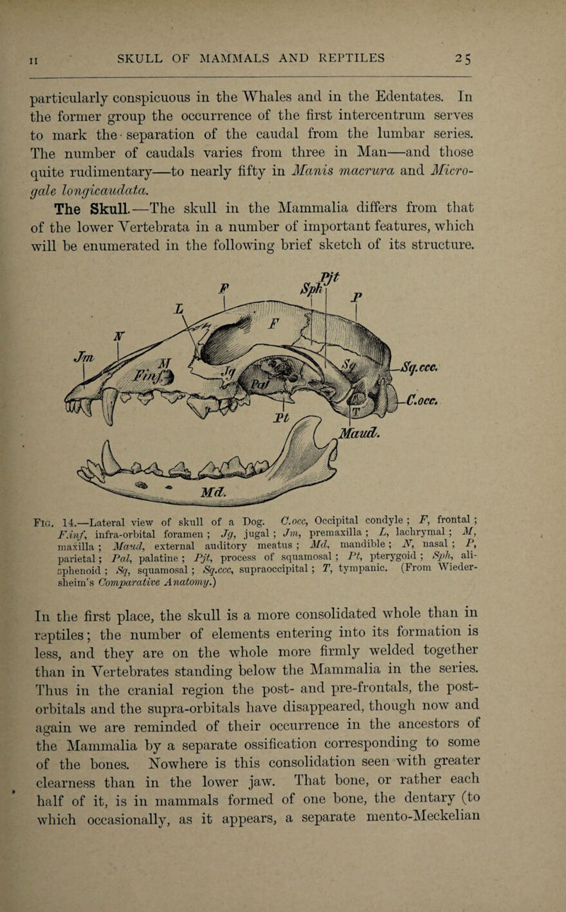 particularly conspicuous in the Whales and in the Edentates. In the former group the occurrence of the first intercentrum serves to mark the • separation of the caudal from the lumbar series. The number of caudals varies from three in Man—and those quite rudimentary—to nearly fifty in Manis macrura and Micro¬ gale longicaudata. The Skull.—The skull in the Mammalia differs from that of the lower Yertebrata in a number of important features, which will be enumerated in the following brief sketch of its structure. Pit Fig. 14.—Lateral view of skull of a Dog. C.occ, Occipital condyle ; F, frontal ; F.inf, infra-orbital foramen ; Jg, jugal ; Jvi, premaxilla ; L, lachrymal ; M, maxilla ; Maud, external auditory meatus ; Md, mandible; N, nasal ; P, parietal; Pal, palatine ; Pjt, process ot squamosal ; Pt, pterygoid ; Sj>h, ali- cphenoid ; JSq, squamosal ; Sq.ccc, supraoccipital; T, tympanic. (From Wieder- sheim’s Comparative Anatomy.) In the first place, the skull is a more consolidated whole than in reptiles; the number of elements entering into its formation is less, and they are on the whole more firmly welded together than in Vertebrates standing below the Mammalia in the series. Thus in the cranial region the post- and pre-frontals, the post¬ orbitals and the supra-orbitals have disappeared, though now and again we are reminded of their occurrence in the ancestors of the Mammalia by a separate ossification corresponding to some of the bones. Nowhere is this consolidation seen with greater clearness than in the lower jaw. That bone, or rather each half of it, is in mammals formed of one bone, the dentary (to which occasionally, as it appears, a separate mento-Meckelian