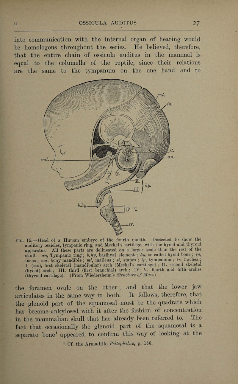 into communication with the internal organ of hearing would be homologous throughout the series. He believed, therefore, that the entire chain of ossicula auditus in the mammal is equal to the columella of the reptile, since their relations are the same to the tympanum on the one hand and to Fig. 15.—Head of a Human embryo of the fourth month. Dissected to show the auditory ossicles, tympanic ring, and Meckel’s cartilage, with the hyoid and thyroid apparatus. All these parts are delineated on a larger scale than the rest of the skull, an, Tympanic ring; b.liy, basihyal element ; hy, so-called hyoid bone ; in, incus ; vid, bony mandible ; ml, malleus ; st, stapes ; tp, tympanum ; tr, trachea ; I. (mk), first skeletal (mandibular) arch (Meckel’s cartilage) ; II. second skeletal (hyoid) arch ; III. third (first branchial) arch ; IV. V. fourth and fifth arches (thyroid cartilage). (From Wiederslieiin’s Structure of Man.) the foramen ovale on the other; and that the lower jaw articulates in the same way in both. It follows, therefore, that the glenoid part of the squamosal must be the quadrate which has become ankylosed with it after the fashion of concentration in the mammalian skull that has already been referred to. The fact that occasionally the glenoid part ot the squamosal is a separate bone1 appeared to confirm this way ot looking at the 1 Cf. the Armadillo Peltephilus, p. 186.
