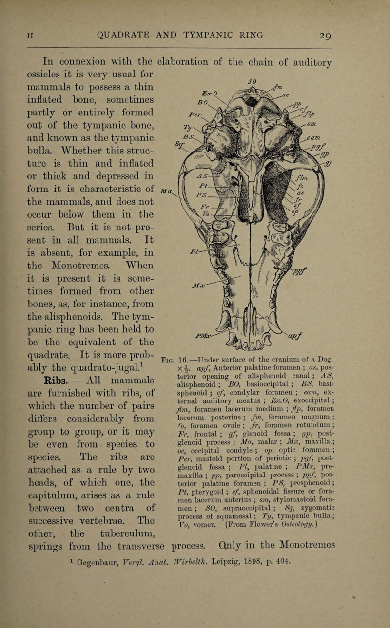 In connexion with the elaboration of the chain of auditory ossicles it is very usual for mammals to possess a thin inflated bone, sometimes partly or entirely formed out of the tympanic bone, and known as the tympanic bulla. Whether this struc¬ ture is thin and inflated or thick and depressed in form it is characteristic of the mammals, and does not occur below them in the series. But it is not pre¬ sent in all mammals. It is absent, for example, in the Monotremes. When it is present it is some¬ times formed from other hones, as, for instance, from the alisphenoids. The tym¬ panic ring has been held to be the equivalent of the quadrate. It is more prob¬ ably the quadrato-jugal.1 Ribs. — All mammals are furnished with ribs, of which the number of pairs differs considerably from group to group, or it may he even from species to species. The ribs are attached as a rule by two heads, of which one, the capitulum, arises as a rule between two centra of successive vertebrae. The other, the tuberculum, Fig. 16.—Under surface of the cranium of a Dog. x apf, Anterior palatine foramen ; as, pos¬ terior opening of alisphenoid canal ; AS, alisphenoid ; BO, basioccipital ; BS, basi- sphenoid ; cf, condylar foramen ; earn, ex¬ ternal auditory meatus ; Ex. 0, exoccipital ; Jim, foramen lacerum medium ; Jip, foramen lacerum posterius ; fvi, foramen magnum ; fo, foramen ovale ; fr, foramen rotundum ; Fr, frontal ; gf, glenoid fossa ; gp, post- . glenoid process ; Ma, malar ; Mx, maxilla ; oc, occipital condyle ; op, optic foramen ; Per, mastoid portion of periotic ; pgf, post¬ glenoid fossa ; PI, palatine ; PMx, pre¬ maxilla ; pp, paroccipital process ; ppf, pos¬ terior palatine foramen ; PS, presphenoid ; Pt, pterygoid ; sf, sphenoidal fissure or fora¬ men lacerum anterius ; sm, stylomastoid fora¬ men ; SO, supraoccipital ; Sq, zygomatic process of squamosal ; Ty, tympanic bulla; Vo, vomer. (From Flower’s Osteology.) springs from the transverse process. Only in the Monotremes 1 Gegenbaur, Vergl. Anat. TVirbelth. Leipzig, 1898, p. 404.