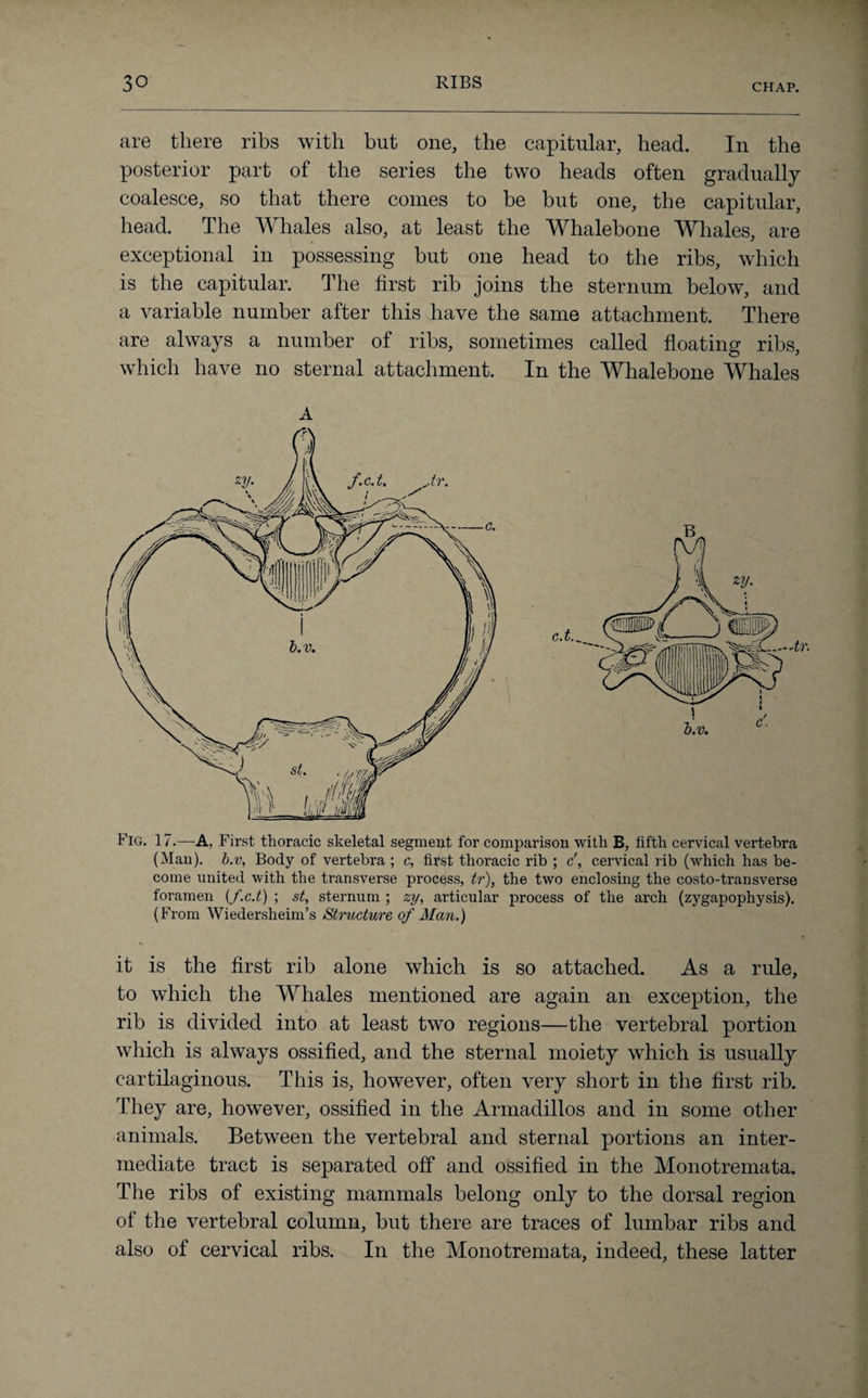 are there ribs with but one, the capitular, head. In the posterior part of the series the two heads often gradually coalesce, so that there comes to be but one, the capitular, head. The Whales also, at least the Whalebone Whales, are exceptional in possessing but one head to the ribs, which is the capitular. The first rib joins the sternum below, and a variable number after this have the same attachment. There are always a number of ribs, sometimes called floating ribs, which have no sternal attachment. In the Whalebone Whales A Pig. 17.—A, First thoracic skeletal segment for comparison with B, fifth cervical vertebra (Man), b.v, Body of vertebra ; c, first thoracic rib ; c', cervical rib (which has be¬ come united with the transverse process, tr), the two enclosing the costo-transverse foramen (f.c.t) ; st, sternum ; zy, articular process of the arch (zygapophysis). (From Wiedersheim’s Structure of Man.) it is the first rib alone which is so attached. As a rule, to which the Whales mentioned are again an exception, the rib is divided into at least two regions—the vertebral portion which is always ossified, and the sternal moiety which is usually cartilaginous. This is, however, often very short in the first rib. They are, however, ossified in the Armadillos and in some other animals. Between the vertebral and sternal portions an inter¬ mediate tract is separated off and ossified in the Monotremata. The ribs of existing mammals belong only to the dorsal region of the vertebral column, but there are traces of lumbar ribs and also of cervical ribs. In the Monotremata, indeed, these latter