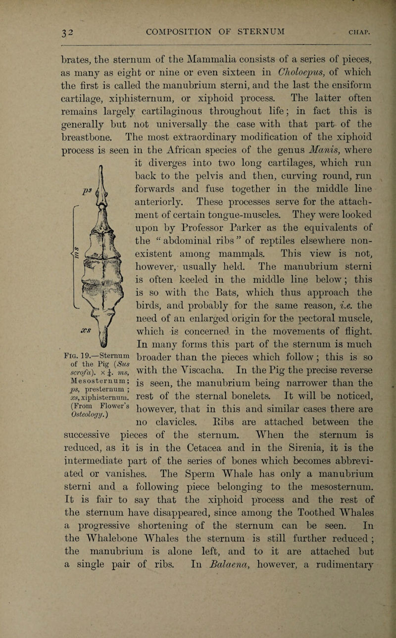 brates, the sternum of the Mammalia consists of a series of pieces, as many as eight or nine or even sixteen in Choloejpus, of which the first is called the manubrium sterni, and the last the ensiform cartilage, xiphisternum, or xiphoid process. The latter often remains largely cartilaginous throughout life; in fact this is generally but not universally the case with that part of the breastbone. The most extraordinary modification of the xiphoid process is seen in the African species of the genus Manis, where it diverges into two long cartilages, which run back to the pelvis and then, curving round, run forwards and fuse together in the middle line anteriorly. These processes serve for the attach¬ ment of certain tongue-muscles. They were looked upon by Professor Parker as the equivalents of the “ abdominal ribs ” of reptiles elsewhere non¬ existent among mammals. This view is not, however, usually held. The manubrium sterni is often keeled in the middle line below; this is so with the Pats, which thus approach the birds, and probably for the same reason, i.e. the need of an enlarged origin for the pectoral muscle, which is concerned, in the movements of flight. In many forms this part of the sternum is much Fig. 19.—sternum broader than the pieces which follow ; this is so scrofa). with the Viscacha. In the Pig the precise reverse Mesosternum; seen the manubrium being narrower than the ps, presternum ; xs, xiphisternum. rest of the sternal bonelets. It will be noticed, (From Flowers however, that in this and similar cases there are Osteology.) \ no clavicles. Eibs are attached between the successive pieces of the sternum. When the sternum is reduced, as it is in the Cetacea and in the Sirenia, it is the intermediate part of the series of bones which becomes abbrevi¬ ated or vanishes. The Sperm Whale has only a manubrium sterni and a following piece belonging to the mesosternum. It is fair to say that the xiphoid process and the rest of the sternum have disappeared, since among the Toothed Whales a progressive shortening of the sternum can be seen. In the Whalebone Whales the sternum is still further reduced ; the manubrium is alone left, and to it are attached but a single pair of ribs. In Balaena, however, a rudimentary