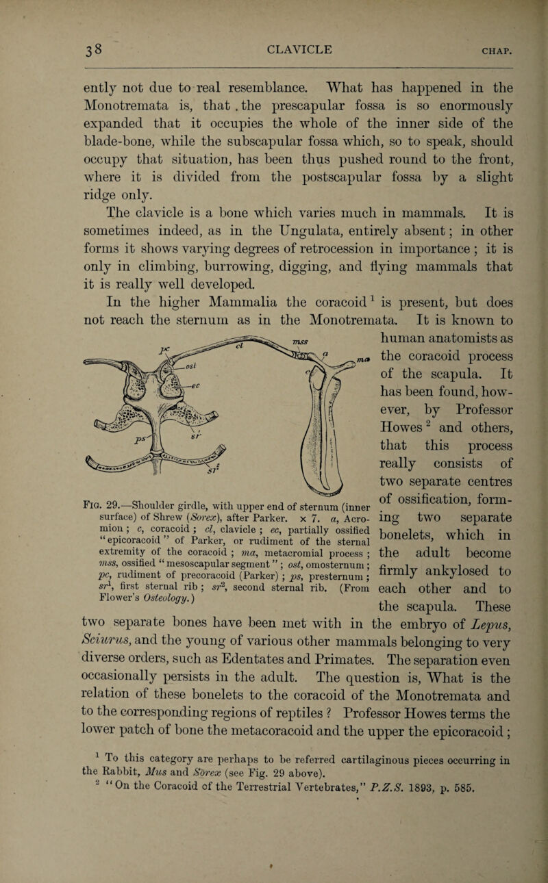 met ently not due to real resemblance. What has happened in the Monotremata is, that . the prescapular fossa is so enormously expanded that it occupies the whole of the inner side of the blade-bone, while the subscapular fossa which, so to speak, should occupy that situation, has been thus pushed round to the front, where it is divided from the postscapular fossa by a slight ridge only. The clavicle is a bone which varies much in mammals. It is sometimes indeed, as in the Ungulata, entirely absent; in other forms it shows varying degrees of retrocession in importance ; it is only in climbing, burrowing, digging, and flying mammals that it is really well developed. In the higher Mammalia the coracoid1 is present, but does not reach the sternum as in the Monotremata. It is known to human anatomists as the coracoid process of the scapula. It has been found, how¬ ever, by Professor Howes2 and others, that this process really consists of two separate centres of ossification, form¬ ing two separate bonelets, which in the adult become mss, ossified “ mesoscapular segment ” ; ost, omosternum ; r* i i n , pc, rudiment of precoracoid (Parker) ; ps, presternum; firmV ankylosed to sr1, first sternal rib ; sr2, second sternal rib. (From each other and to Flower’s Osteology.) the scapula. Ihese two separate bones have been met with in the embryo of Lepus, Sciurus, and the young of various other mammals belonging to very diverse orders, such as Edentates and Primates. The separation even occasionally persists in the adult. The question is, What is the relation of these bonelets to the coracoid of the Monotremata and to the corresponding regions of reptiles ? Professor Howes terms the lower patch of bone the metacoracoid and the upper the epicoracoid ; 1 To this category are perhaps to be referred cartilaginous pieces occurring in the Rabbit, Mus and Sorex (see Fig. 29 above). 2 “On the Coracoid of the Terrestrial Vertebrates,” P.Z.S. 1893, p. 585. Fig. 29.—Shoulder girdle, witli upper end of sternum (inner surface) of Shrew (Sorex), after Parker, x 7. a, Acro¬ mion ; c, coracoid ; cl, clavicle ; ec, partially ossified “epicoracoid” of Parker, or rudiment of the sternal extremity of the coracoid ; via, metacromial process ;