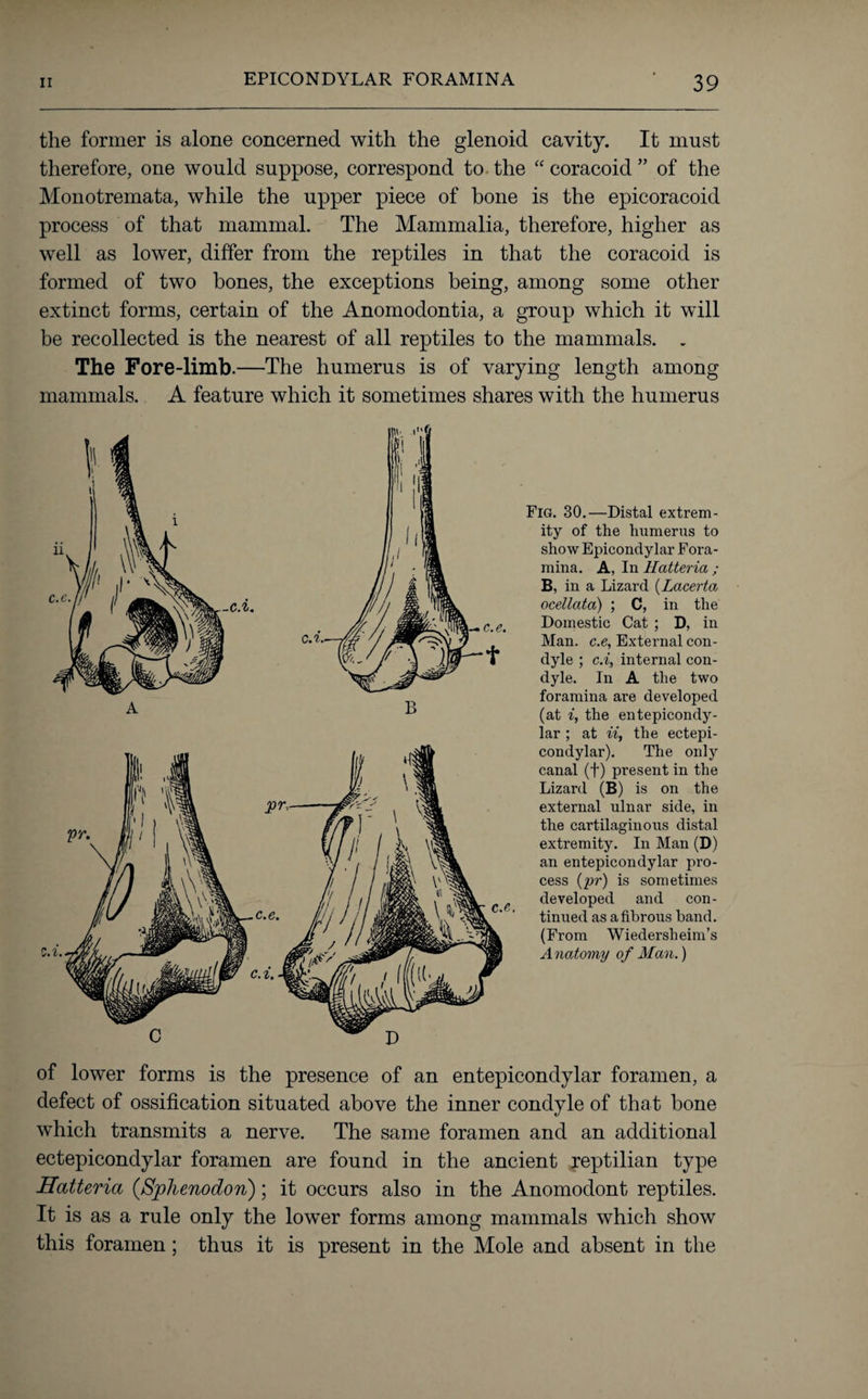 the former is alone concerned with the glenoid cavity. It must therefore, one would suppose, correspond to the “ coracoid ” of the Monotremata, while the upper piece of bone is the epicoracoid process of that mammal. The Mammalia, therefore, higher as well as lower, differ from the reptiles in that the coracoid is formed of two hones, the exceptions being, among some other extinct forms, certain of the Anomodontia, a group which it will be recollected is the nearest of all reptiles to the mammals. . The Fore-limb.—The humerus is of varying length among mammals. A feature which it sometimes shares with the humerus Fig. 30.—Distal extrem¬ ity of the humerus to show Epicondylar Fora¬ mina. A, In Hatteria ; B, in a Lizard (Lacerta ocellata) ; C, in the Domestic Cat ; D, in Man. c.e, External con¬ dyle ; c.i, internal con¬ dyle. In A the two foramina are developed (at i, the entepicondy- lar ; at ii, the ectepi- condylar). The only canal (f) present in the Lizard (B) is on the external ulnar side, in the cartilaginous distal extremity. In Man (D) an entepicondylar pro¬ cess (pr) is sometimes developed and con¬ tinued as a fibrous band. (From Wiedersheim’s Anatomy of Man.) of lower forms is the presence of an entepicondylar foramen, a defect of ossification situated above the inner condyle of that bone which transmits a nerve. The same foramen and an additional ectepicondylar foramen are found in the ancient reptilian type Hatteria (,Sphenodon); it occurs also in the Anomodont reptiles. It is as a rule only the lower forms among mammals which show this foramen; thus it is present in the Mole and absent in the