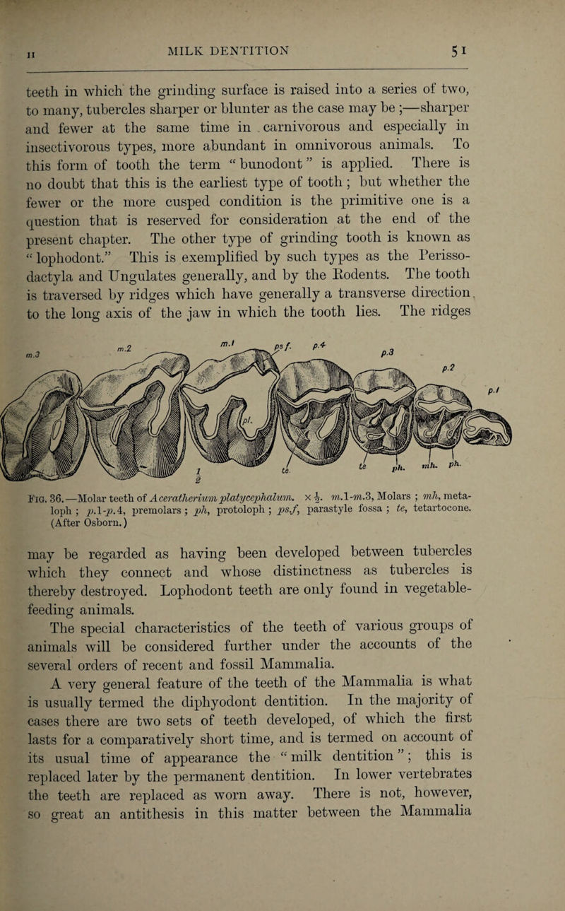 teeth in which the grinding surface is raised into a series of two, to many, tubercles sharper or blunter as the case may be ;—sharper and fewer at the same time in carnivorous and especially in insectivorous types, more abundant in omnivorous animals. To this form of tooth the term “ bunodont ” is applied. There is no doubt that this is the earliest type of tooth ; but whether the fewer or the more cusped condition is the primitive one is a question that is reserved for consideration at the end of the present chapter. The other type of grinding tooth is known as “ lophodont.” This is exemplified by such types as the Perisso- dactyla and Ungulates generally, and by the Rodents. The tooth is traversed by ridges which have generally a transverse direction, to the long axis of the jaw in which the tooth lies. The ridges Tig. 36.—Molar teeth of Aceratherium platycephalum. x b- m.l-m.3, Molars ; vih, meta- loph ; p.\-pA, premolars; ph, protoloph ; ps.f, parastyle fossa; te, tetartocone. (After Osborn.) may be regarded as having been developed between tubercles which they connect and whose distinctness as tubercles is thereby destroyed. Lophodont teeth are only found in vegetable¬ feeding animals. The special characteristics of the teeth of various groups ol animals will be considered further under the accounts of the several orders of recent and fossil Mammalia. A very general feature of the teeth of the Mammalia is what is usually termed the diphyodont dentition. In the majority of cases there are two sets of teeth developed, of which the first lasts for a comparatively short time, and is termed on account of its usual time of appearance the “ milk dentition ”; this is replaced later by the permanent dentition. In lower vertebrates the teeth are replaced as worn away. There is not, however, so great an antithesis in this matter between the Mammalia