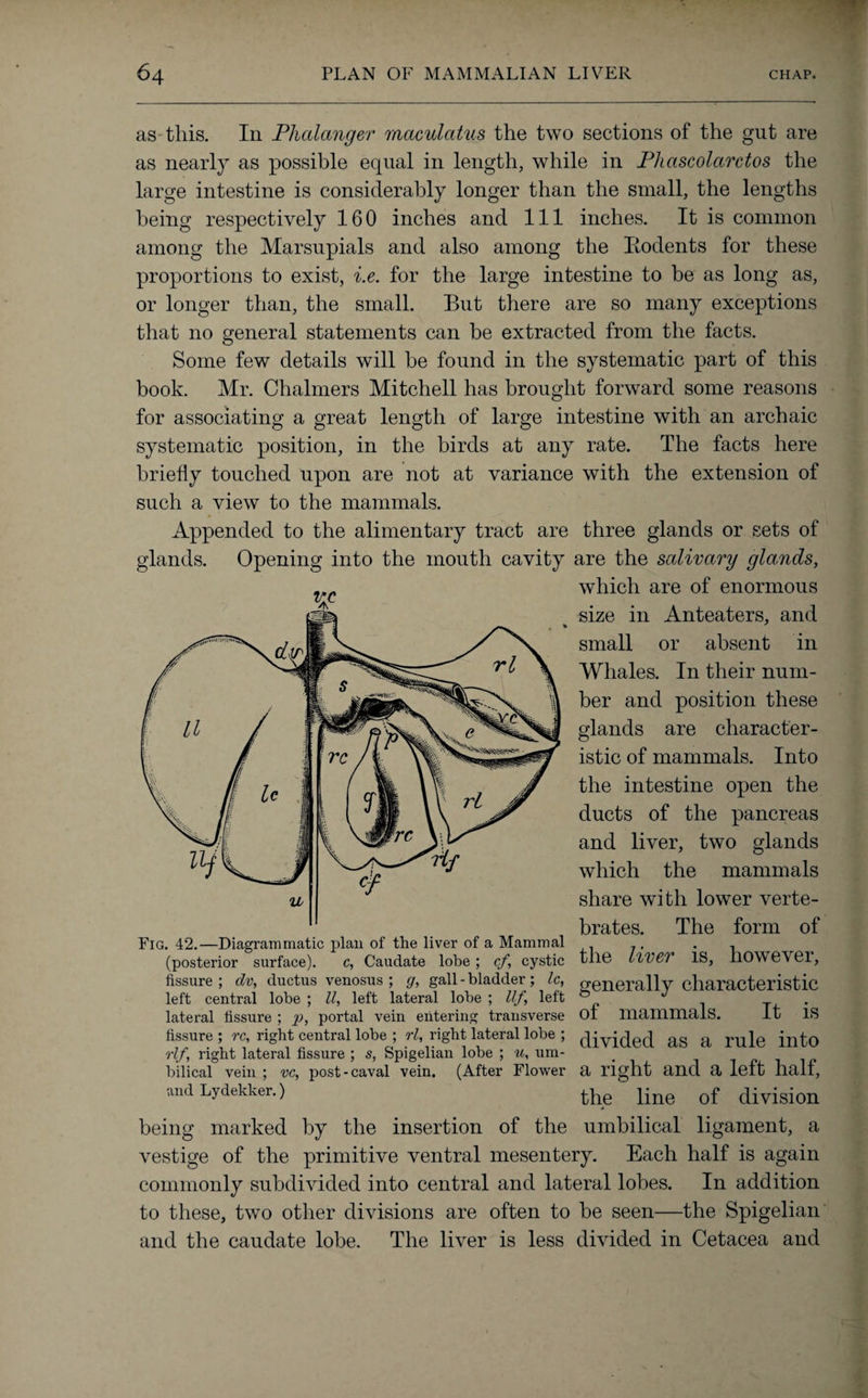 as this. In Phalanger maculatus the two sections of the gut are as nearly as possible equal in length, while in Phctscolarctos the large intestine is considerably longer than the small, the lengths being respectively 160 inches and 111 inches. It is common among the Marsupials and also among the Rodents for these proportions to exist, i.e. for the large intestine to be as long as, or longer than, the small. But there are so many exceptions that no general statements can be extracted from the facts. Some few details will be found in the systematic part of this book. Mr. Chalmers Mitchell has brought forward some reasons for associating a great length of large intestine with an archaic systematic position, in the birds at any rate. The facts here briefly touched upon are not at variance with the extension of such a view to the mammals. Appended to the alimentary tract are three glands or sets of glands. Opening into the mouth cavity are the salivary glands, which are of enormous size in Anteaters, and small or absent in Whales. In their num¬ ber and position these glands are character¬ istic of mammals. Into the intestine open the ducts of the pancreas and liver, two glands which the mammals share with lower verte¬ brates. The form of Fig. 42.—Diagrammatic plan of the liver of a Mammal . , _ (posterior surface). c, Caudate lobe; cf, cystic the llVCT IS, llOWevei, fissure; dv, ductus venosus ; g, gall-bladder; Ic, p-gnerallv characteristic left central lobe ; ll, left lateral lobe ; Ilf, left J _ . lateral fissure ; p, portal vein entering transverse ol mammals. It IS fissure ; rc, right central lobe ; rl, right lateral lobe ; (divided ag a rule into rlf, right lateral fissure ; s, Spigelian lobe ; u, um- _ bilical vein ; vc, post-caval vein. (After Flower a right and a left half, and Lydekker.) the line of division being marked by the insertion of the umbilical ligament, a vestige of the primitive ventral mesentery. Each half is again commonly subdivided into central and lateral lobes. In addition to these, two other divisions are often to be seen—the Spigelian and the caudate lobe. The liver is less divided in Cetacea and