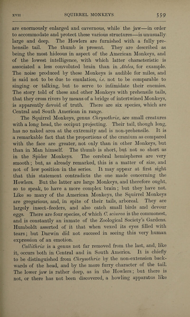 are enormously enlarged and cavernous, while the jaw—in order to accommodate and protect these various structures—is unusually large and deep. The Howlers are furnished with a fully pre¬ hensile tail. The thumb is present. They are described as being the most hideous in aspect of the American Monkeys, and of the lowest intelligence, with which latter characteristic is associated a less convoluted brain than in Ateles, for example. The noise produced by these Monkeys is audible for miles, and is said not to be due to emulation, i.e. not to be comparable to singing or talking, but to serve to intimidate their enemies. The story told of these and other Monkeys with prehensile tails, that they cross rivers by means of a bridge of intertwined Monkeys, is apparently devoid of truth. There are six species, which are Central and South American in range. The Squirrel Monkeys, genus Ghrysothrix, are small creatures with a long head, the occiput projecting. Their tail, though long, has no naked area at the extremity and is non-prehensile. It is a remarkable fact that the proportions of the cranium as compared with the face are greater, not only than in other Monkeys, but than in Man himself. The thumb is short, but not so short as in the Spider Monkeys. The cerebral hemispheres are very smooth; but, as already remarked, this is a matter of size, and not of low position in the series. It may appear at first sight that this statement contradicts the one made concerning the Howlers. But the latter are large Monkeys, and therefore ought, so to speak, to have a more complex brain; but they have not. Like so many of the American Monkeys, the Squirrel Monkeys are gregarious, and, in spite of their tails, arboreal. They are largely insect-feeders, and also catch small birds and devour eggs. There are four species, of which C. sciurea is the commonest, and is constantly an inmate of the Zoological Society’s Gardens. Humboldt asserted of it that when vexed its eyes filled with tears; but Darwin did not succeed in seeing this very human expression of an emotion. Callitlirix is a genus not far removed from the last, and, like it, occurs both in Central and in South America. It is chiefly to be distinguished from Chrysothrix by the non-extension back¬ wards of the head, and by the more furry character of the tail. The lower jaw is rather deep, as in the Howlers; but there is not, or there has not been discovered, a howling apparatus like