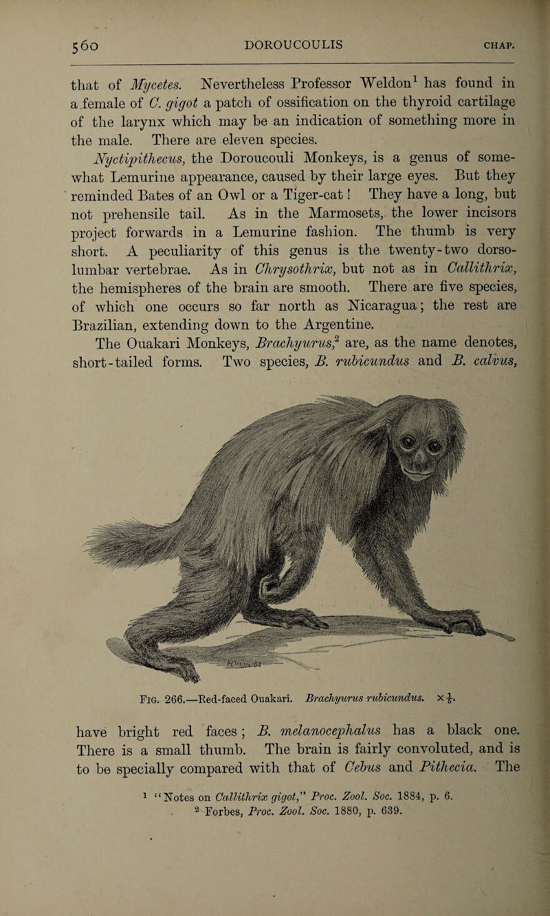 Fig. 266.—Red-faced Ouakari. Brachyurus rubicundus. x i. have bright red faces; B. melanocephalus has a black one. There is a small thumb. The brain is fairly convoluted, and is to be specially compared with that of Cebus and Pitliecia. The 1 “Notes on Ccillithrix gigot,” Proc. Zool. Soc. 1884, p. 6. 2 Forbes, Proc. Zool. Soc. 1880, p. 639. that of Mycetes. Nevertheless Professor Weldon1 has found in a female of C. gigot a patch of ossification on the thyroid cartilage of the larynx which may be an indication of something more in the male. There are eleven species. Nyctipithecus, the Doroucouli Monkeys, is a genus of some¬ what Lemurine appearance, caused by their large eyes. But they reminded Bates of an Owl or a Tiger-cat! They have a long, but not prehensile tail. As in the Marmosets, the lower incisors project forwards in a Lemurine fashion. The thumb is very short. A peculiarity of this genus is the twenty-two dorso- lmnbar vertebrae. As in Clirysotlirix, but not as in Callithrix, the hemispheres of the brain are smooth. There are five species, of which one occurs so far north as Nicaragua; the rest are Brazilian, extending down to the Argentine. The Ouakari Monkeys, Brachyurus,2 are, as the name denotes, short-tailed forms. Two species, B. rubicundus and B. calvus,