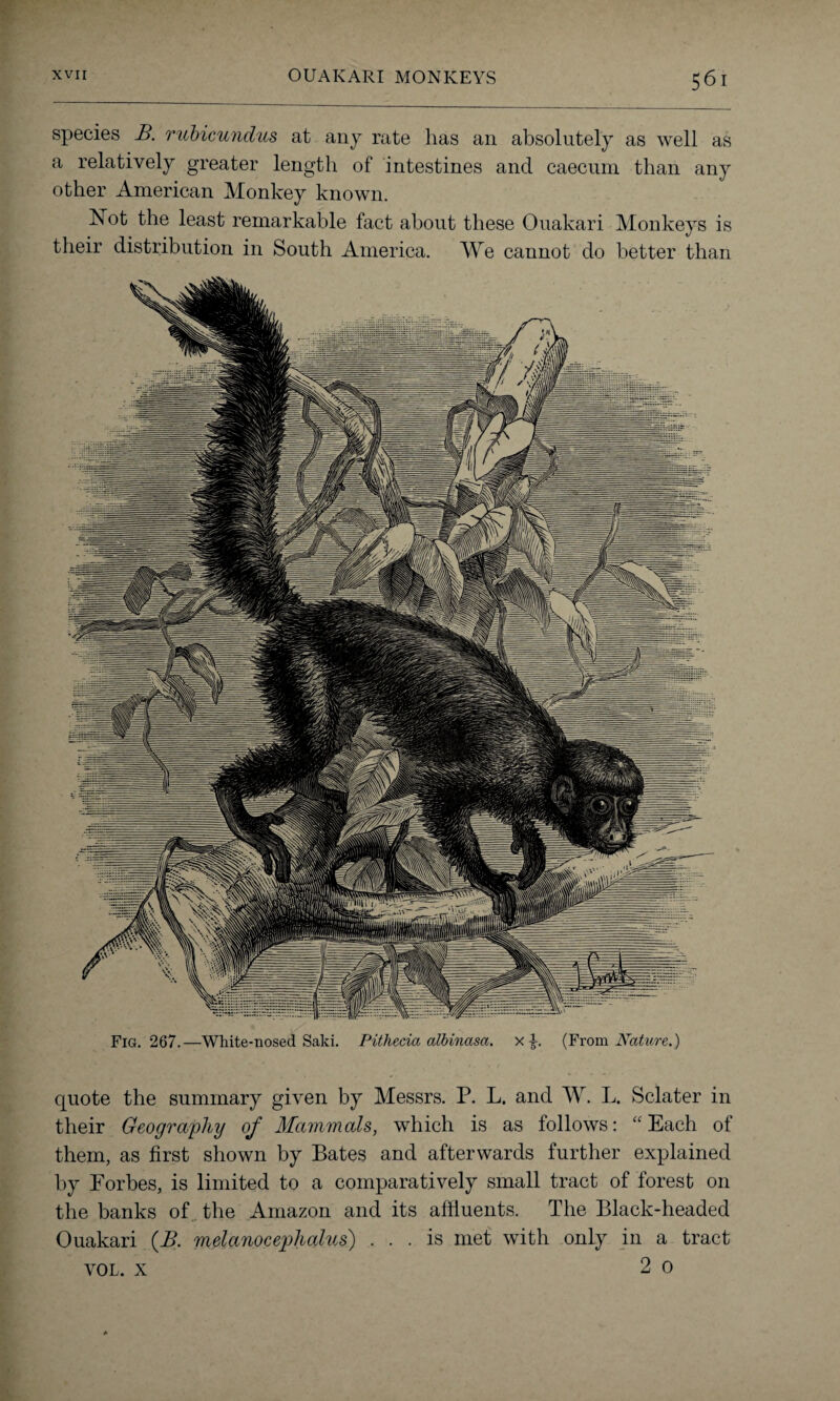 species B. rubicundus at any rate lias an absolutely as well as a relatively greater length of intestines and caecum than any other American Monkey known. Not the least remarkable fact about these Ouakari Monkeys is their distribution in South America. We cannot do better than —White-nosed Saki. Pithecia albinasa. (From Nature.) Fig. 267. quote the summary given by Messrs. P. L. and W. L. Sclater in their Geography of Mammals, which is as follows: “Each of them, as first shown by Bates and afterwards further explained by Eorbes, is limited to a comparatively small tract of forest on the banks of the Amazon and its affluents. The Black-headed Ouakari (B. melanocephalus) ... is met with only in a tract VOL. x 2 0