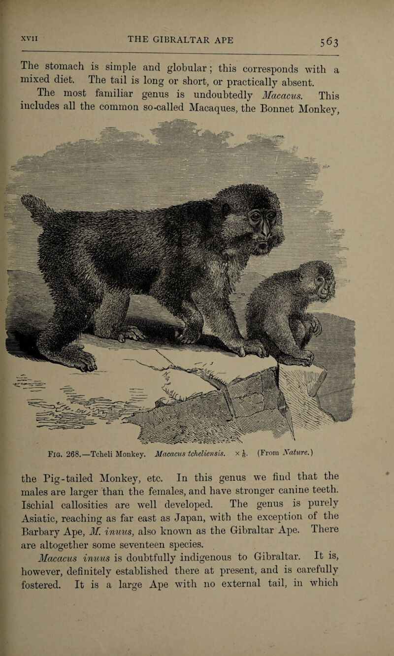 The stomach is simple and globular; this corresponds with a mixed diet. The tail is long or short, or practically absent. The most familiar genus is undoubtedly Macacus. This includes all the common so-called Macaques, the Bonnet Monkey, Fig. 268.—Tcheli Monkey. Macacus ichelieusis. x (From Mature.) the Pig-tailed Monkey, etc. In this genus we find that the males are larger than the females, and have stronger canine teeth. Ischial callosities are well developed. The genus is purely Asiatic, reaching as far east as Japan, with the exception of the Barbary Ape, M. inuus, also known as the Gibraltar Ape. There are altogether some seventeen species. Macacus inuus is doubtfully indigenous to Gibraltar. It is, however, definitely established there at present, and is carefully fostered. It is a large Ape with no external tail, in which