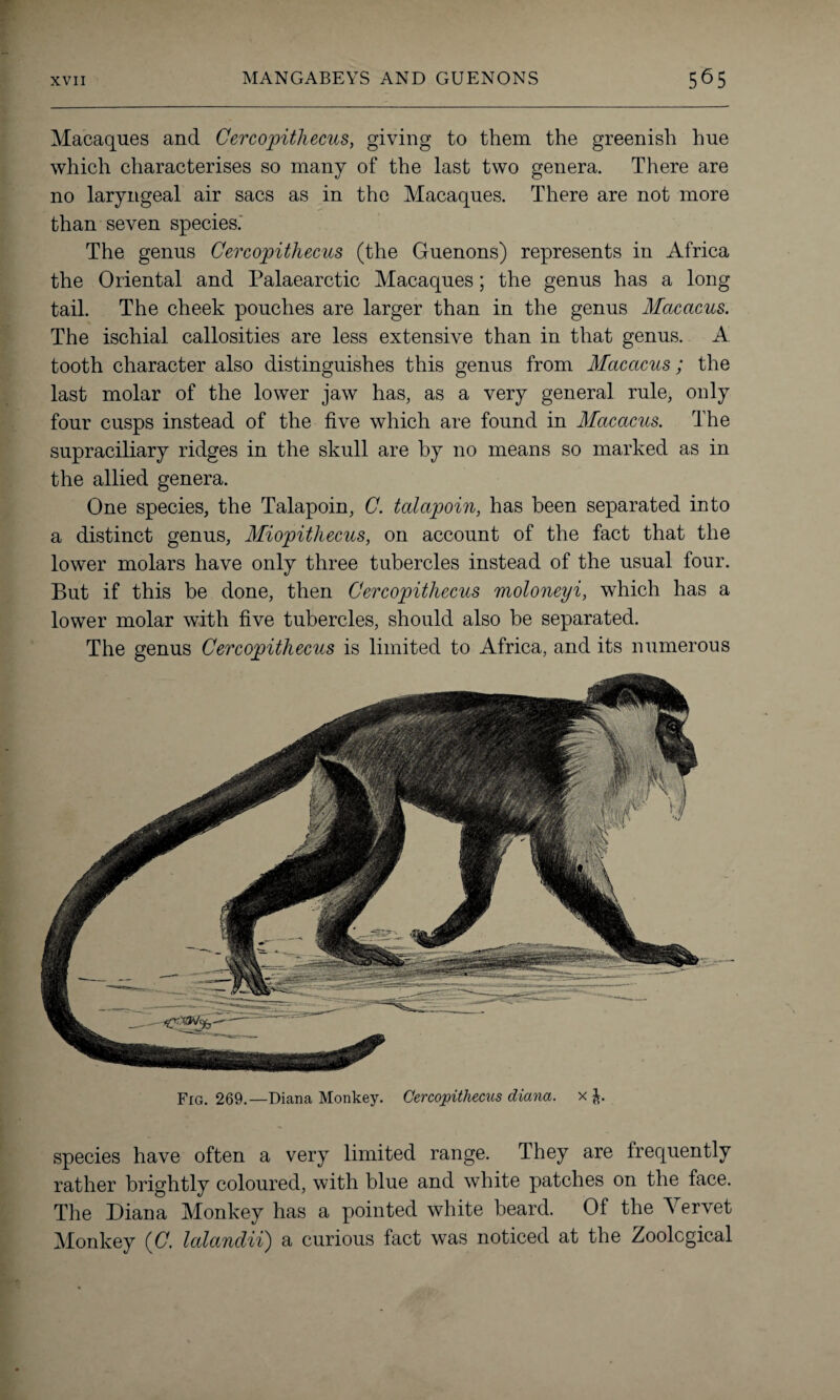 Macaques and Cercopithecus, giving to them the greenish hue which characterises so many of the last two genera. There are no laryngeal air sacs as in the Macaques. There are not more than seven species. The genus Cercopithecus (the Guenons) represents in Africa the Oriental and Palaearctic Macaques; the genus has a long tail. The cheek pouches are larger than in the genus Macacus. The ischial callosities are less extensive than in that genus. A tooth character also distinguishes this genus from Macacus; the last molar of the lower jaw has, as a very general rule, only four cusps instead of the five which are found in Macacus. The supraciliary ridges in the skull are by no means so marked as in the allied genera. One species, the Talapoin, C. talapoin, has been separated into a distinct genus, Miopithccus, on account of the fact that the lower molars have only three tubercles instead of the usual four. But if this be done, then Ccrcopitliccus moloneyi, which has a lower molar with five tubercles, should also be separated. The genus Cercopithecus is limited to Africa, and its numerous Fig. 269.—Diana Monkey. Cercopithecus diana. x J. species have often a very limited range. They are frequently rather brightly coloured, with blue and white patches on the face. The Diana Monkey has a pointed white beard. Of the Yervet Monkey (C. lalandii) a curious fact was noticed at the Zoological