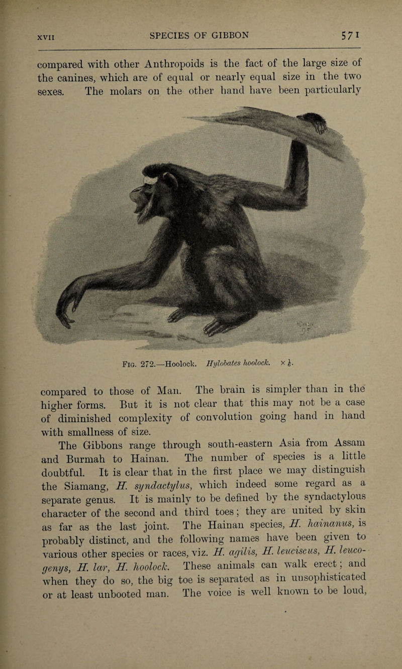 compared with other Anthropoids is the fact of the large size of the canines, which are of equal or nearly equal size in the two sexes. The molars on the other hand have been particularly Fig. 272.—Hoolock. Hylobates hoolocJc. x compared to those of Man. The brain is simpler than in the higher forms. But it is not clear that this may not be a case of diminished complexity of convolution going hand in hand with smallness of size. The Gibbons range through south-eastern Asia from Assam and Burrnah to Hainan. The number of species is a little doubtful. It is clear that in the first place we may distinguish the Siamang, IT. syndactylus, which indeed some regard as a separate genus. It is mainly to be defined by the syndactylous character of the second and third toes; they are united by skin as far as the last joint. The Hainan species, IT. hainanus, is probably distinct, and the following names have been given to various other species or races, viz. IT. ctgilis, IT. leuciscus, IT. leuco- genys, IT. Iclt, TT. hooloclz. These animals can walk eiect, and when they do so, the big toe is separated as in unsophisticated or at least unbooted man. The voice is well known to be loud,
