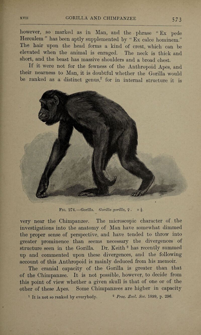however, so marked as in Man, and the phrase “ Ex pede Herculem ” has been aptly supplemented by “ Ex calce hominem.” lhe hair upon the head forms a kind of crest, which can be elevated when the animal is enraged. The neck is thick and short, and the beast has massive shoulders and a broad chest. If it were not for the fewness of the Anthropoid Apes, and their nearness to Alan, it is doubtful whether the Gorilla would be ranked as a distinct genus,1 for in internal structure it is V A? ' 'v ’  ' .. ' Fig. 274.—Gorilla. Gorilla gorilla, ? . x very near the Chimpanzee. The microscopic character of the investigations into the anatomy of Alan have somewhat dimmed the proper sense of perspective, and have tended to throw into greater prominence than seems necessary the divergences of structure seen in the Gorilla. Dr. Keith 2 has recently summed up and commented upon these divergences, and the following account of this Anthropoid is mainly deduced from his memoir. The cranial capacity of the Gorilla is greater than that of the Chimpanzee. It is not possible, however, to decide from this point of view whether a given skull is that of one or of the other of these Apes. Some Chimpanzees are higher in capacity 2 Proc. Zool. Soc. 1899, p. 296. 1 It is not so ranked by everybody.