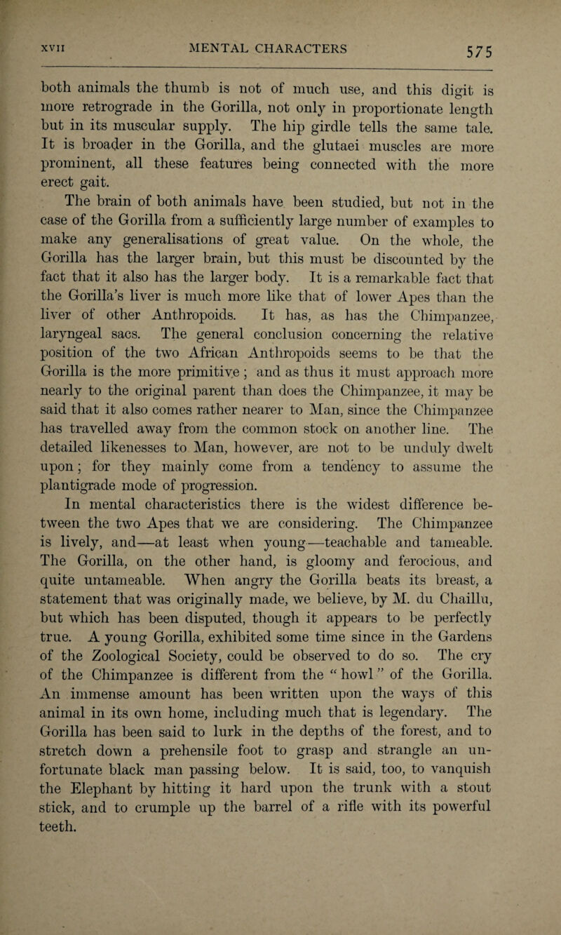 both animals the thumb is not of much use, and this digit is more retrograde in the Gorilla, not only in proportionate length but in its muscular supply. The hip girdle tells the same tale. It is broader in the Gorilla, and the glutaei muscles are more prominent, all these features being connected with the more erect gait. The brain of both animals have been studied, but not in the case of the Gorilla from a sufficiently large number of examples to make any generalisations of great value. On the whole, the Gorilla has the larger brain, but this must be discounted by the fact that it also has the larger body. It is a remarkable fact that the Gorilla’s liver is much more like that of lower Apes than the liver of other Anthropoids. It has, as has the Chimpanzee, laryngeal sacs. The general conclusion concerning the relative position of the two African Anthropoids seems to be that the Gorilla is the more primitive ; and as thus it must approach more nearly to the original parent than does the Chimpanzee, it may be said that it also comes rather nearer to Man, since the Chimpanzee has travelled away from the common stock on another line. The detailed likenesses to Man, however, are not to be unduly dwelt upon; for they mainly come from a tendency to assume the plantigrade mode of progression. In mental characteristics there is the widest difference be¬ tween the two Apes that we are considering. The Chimpanzee is lively, and—at least when young—teachable and tameable. The Gorilla, on the other hand, is gloomy and ferocious, and quite untameable. When angry the Gorilla beats its breast, a statement that was originally made, we believe, by M. du Chaillu, but which has been disputed, though it appears to be perfectly true. A young Gorilla, exhibited some time since in the Gardens of the Zoological Society, could be observed to do so. The cry of the Chimpanzee is different from the “ howl ” of the Gorilla. An immense amount has been written upon the ways of tins animal in its own home, including much that is legendary. The Gorilla has been said to lurk in the depths of the forest, and to stretch down a prehensile foot to grasp and strangle an un¬ fortunate black man passing below. It is said, too, to vanquish the Elephant by hitting it hard upon the trunk with a stout stick, and to crumple up the barrel of a rifle with its powerful teeth.