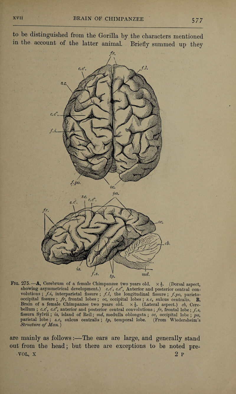 to be distinguished from the Gorilla by the characters mentioned in the. account of the latter animal. Briefly summed up they Fig. 275.—A, Cerebrum of a female Chimpanzee two years old. x b. (Dorsal aspect, showing asymmetrical development.) c.c', c.c, Anterior and posterior central con¬ volutions; f.i, interparietal fissure; f.l, the longitudinal fissure; fpo, parieto¬ occipital fissure; fr, frontal lobes; oc, occipital lobes; s.c, sulcus centralis. B, Brain of a female Chimpanzee two years old. x (Lateral aspect.) cb, Cere¬ bellum ; c.c', c.c, anterior and posterior central convolutions; fr, frontal lobe; f.s, fissura Sylvii ; is, island of Reil; md, medulla oblongata ; oc, occipital lobe ; pa, parietal lobe; s.c, sulcus centralis; tp, temporal lobe. (From Wiedersheim’s Structure of Man.) are mainly as follows:—The ears are large, and generally stand out from the head; but there are exceptions to be noted pre- vol. x 2 P