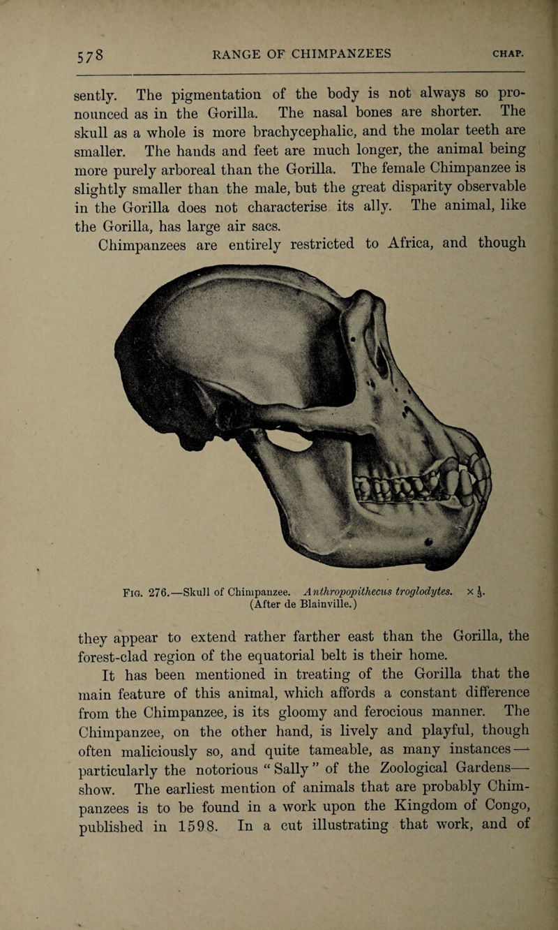 sently. The pigmentation of the body is not always so pro¬ nounced as in the Gorilla. The nasal bones are shorter. The skull as a whole is more br achy cephalic, and the molar teeth are smaller. The hands and feet are much longer, the animal being more purely arboreal than the Gorilla. The female Chimpanzee is slightly smaller than the male, but the great disparity observable in the Gorilla does not characterise its ally. The animal, like the Gorilla, has large air sacs. Chimpanzees are entirely restricted to Africa, and though Fig. 276.—Skull of Chimpanzee. Anthropopithecus troglodytes, x (After de Blainville.) they appear to extend rather farther east than the Gorilla, the forest-clad region of the equatorial belt is their home. It has been mentioned in treating of the Gorilla that the main feature of this animal, which affords a constant difference from the Chimpanzee, is its gloomy and ferocious manner. The Chimpanzee, on the other hand, is lively and playful, though often maliciously so, and quite tameable, as many instances — particularly the notorious “ Sally ” of the Zoological Gardens— show. The earliest mention of animals that are probably Chim¬ panzees is to be found in a work upon the Kingdom of Congo, published in 1598. In a cut illustrating that work, and of