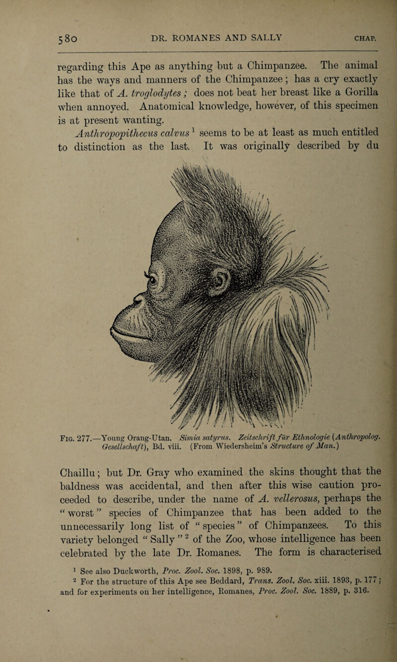 regarding this Ape as anything but a Chimpanzee. The animal has the ways and manners of the Chimpanzee; has a cry exactly like that of A. troglodytes; does not beat her breast like a Gorilla when annoyed. Anatomical knowledge, however, of this specimen is at present wanting. Anthropojpithecus calvus1 seems to be at least as much entitled to distinction as the last. It was originally described by du Fig. 277.—Young Orang-Utan. Simla satyrus. Zeitsclirift fur Ethnologie (Anthropolog. Gesellschaft), Bd. viii. (From Wiedersheim’s Structure of Man.) Chaillu; but Dr. Gray who examined the skins thought that the baldness was accidental, and then after this wise caution pro¬ ceeded to describe, under the name of A. vellerosus, perhaps the “ worst ” species of Chimpanzee that has been added to the unnecessarily long list of “ species ” of Chimpanzees. To this variety belonged “ Sally ” 2 of the Zoo, whose intelligence has been celebrated by the late Dr. Romanes. The form is characterised 1 See also Duckworth, Proc. Zool. Soc. 1898, p. 9S9. 2 For the structure of this Ape see Beddard, Trans. Zool. Soc. xiii. 1893, p. 1/7; and for experiments on her intelligence, Romanes, Proc. Zool. Soc. 1889, p. 316.