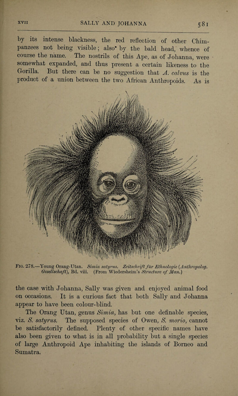 by its intense blackness, the red reflection of other Chim¬ panzees not being visible 5 also* by the bald head, whence of course the name. The nostrils of this Ape, as of Johanna, were somewhat expanded, and thus present a certain likeness to the Gorilla. But there can be no suggestion that A. calms is the product of a union between the two African Anthropoids. As is Fig. 278.—Young Orang-Utan. Simla satyrus. Zeitschrift fur Ethnologie (Antliropolog. Gesellschaft), Bd. viii. (From Wiedersheim’s Structure of Man.) the case with Johanna, Sally was given and enjoyed animal food on occasions. It is a curious fact that both Sally and Johanna appear to have been colour-blind. The Orang Utan, genus Simla, has but one definable species, viz. S. satyrus. The supposed species of Owen, S. morio, cannot be satisfactorily defined. Plenty of other specific names have also been given to what is in all probability but a single species of large Anthropoid Ape inhabiting the islands of Borneo and Sumatra,