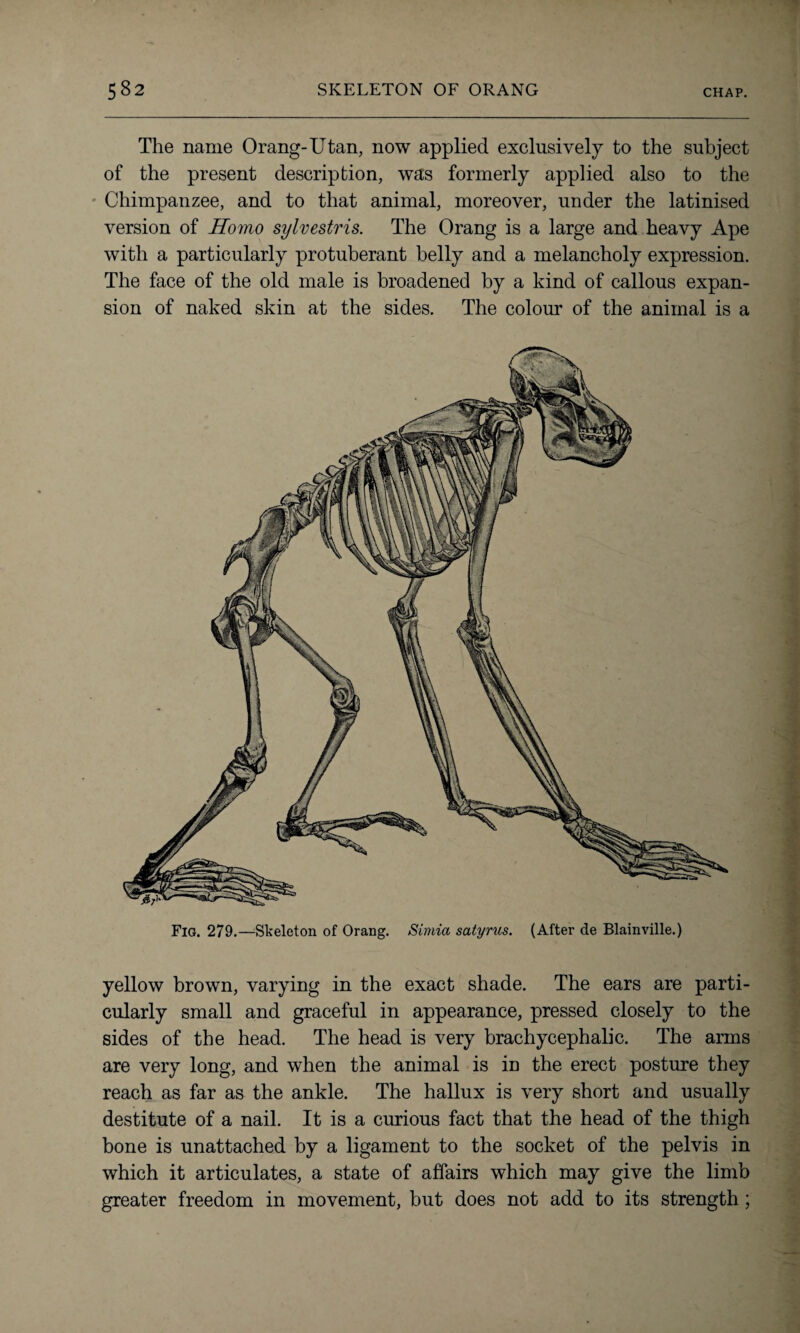 The name Orang-Utan, now applied exclusively to the subject of the present description, was formerly applied also to the Chimpanzee, and to that animal, moreover, under the latinised version of Homo sylvestris. The Orang is a large and heavy Ape with a particularly protuberant belly and a melancholy expression. The face of the old male is broadened by a kind of callous expan¬ sion of naked skin at the sides. The colour of the animal is a Fig. 279.—Skeleton of Orang. Simia satyrus. (After de Blainville.) yellow brown, varying in the exact shade. The ears are parti¬ cularly small and graceful in appearance, pressed closely to the sides of the head. The head is very brachycephalic. The arms are very long, and when the animal is in the erect posture they reach as far as the ankle. The hallux is very short and usually destitute of a nail. It is a curious fact that the head of the thigh bone is unattached by a ligament to the socket of the pelvis in which it articulates, a state of affairs which may give the limb greater freedom in movement, but does not add to its strength ;