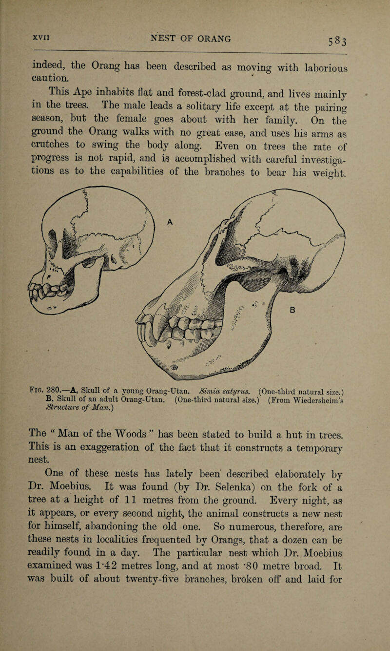 XVII NEST OF ORANG indeed, the Orang has been described as moving with laborious caution. This Ape inhabits flat and forest-clad ground, and lives mainly in the trees. The male leads a solitary life except at the pairing season, but the female goes about with her family. On the ground the Orang walks with no great ease, and uses his arms as crutches to swing the body along. Even on trees the rate of progress is not rapid, and is accomplished with careful investiga¬ tions as to the capabilities of the branches to bear his weight. Fig. 280.—A, Skull of a young Orang-Utan. Simia satyrus. (One-third natural size.) B, Skull of an adult Orang-Utan. (One-third natural size.) (From Wiedersheim’s Structure of Alan.) The “ Man of the Woods ” has been stated to build a hut in trees. This is an exaggeration of the fact that it constructs a temporary nest. One of these nests has lately been described elaborately by Dr. Moebius. It was found (by Dr. Selenka) on the fork of a tree at a height of 11 metres from the ground. Every night, as it appears, or every second night, the animal constructs a new nest for himself, abandoning the old one. So numerous, therefore, are these nests in localities frequented by Orangs, that a dozen can be readily found in a day. The particular nest which Dr. Moebius examined was 1*42 metres long, and at most *80 metre broad. It was built of about twenty-five branches, broken off and laid for