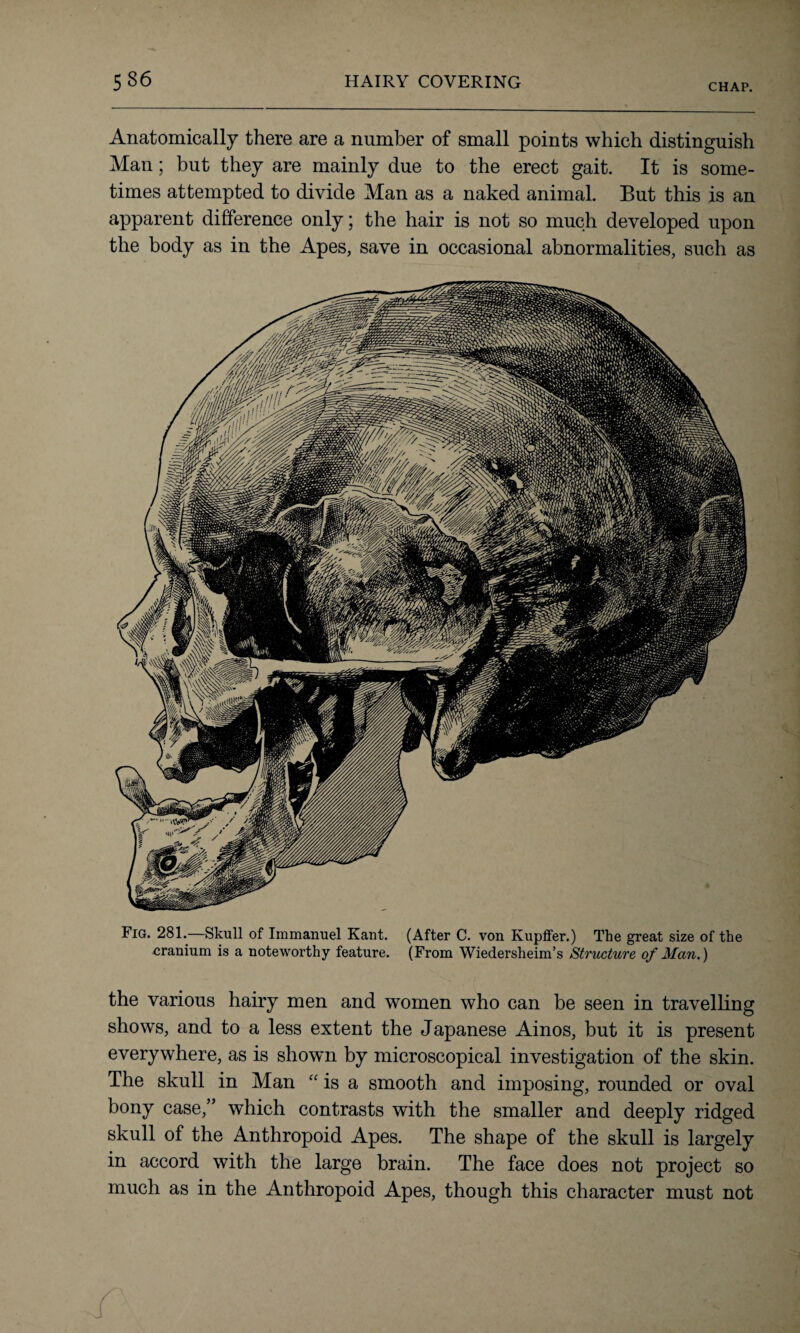 CHAP. Anatomically there are a number of small points which distinguish Man; but they are mainly due to the erect gait. It is some¬ times attempted to divide Man as a naked animal. But this is an apparent difference only; the hair is not so much developed upon the body as in the Apes, save in occasional abnormalities, such as Fig. 281.—Skull of Immanuel Kant. (After C. von Kupffer.) The great size of the cranium is a noteworthy feature. (From Wiedersheim’s Structure of Man.) the various hairy men and women who can be seen in travelling shows, and to a less extent the Japanese Ainos, but it is present everywhere, as is shown by microscopical investigation of the skin. The skull in Man “ is a smooth and imposing, rounded or oval bony case,” which contrasts with the smaller and deeply ridged skull of the Anthropoid Apes. The shape of the skull is largely in accord with the large brain. The face does not project so much as in the Anthropoid Apes, though this character must not