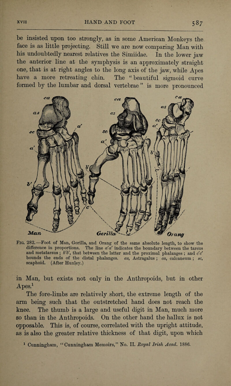 be insisted upon too strongly, as in some American Monkeys the face is as little projecting. Still we are now comparing Man with his undoubtedly nearest relatives the Simiidae. In the lower jaw the anterior line at the symphysis is an approximately straight one, that is at right angles to the long axis of the jaw, while Apes have a more retreating chin. The “beautiful sigmoid curve formed by the lumbar and dorsal vertebrae ” is more pronounced Fig. 282.—Foot of Man, Gorilla, and Orang of the same absolute length, to show the difference in proportions. The line a'a' indicates the boundary between the tarsus and metatarsus ; b'b', that between the latter and the proximal phalanges ; and cV bounds the ends of the distal phalanges, as, Astragalus ; ca, calcaneum; sc, scaphoid. (After Huxley.) in Man, but exists not only in the Anthropoids, but in other Apes.1 The fore-limbs are relatively short, the extreme length of the arm being such that the outstretched hand does not reach the knee. The thumb is a large and useful digit in Man, much more so than in the Anthropoids. On the other hand the hallux is not opposable. This is, of course, correlated with the upright attitude, as is also the greater relative thickness of that digit, upon which 1 Cunningham, “Cunningham Memoirs,” No. II. Royal Irish Acad. 1886.