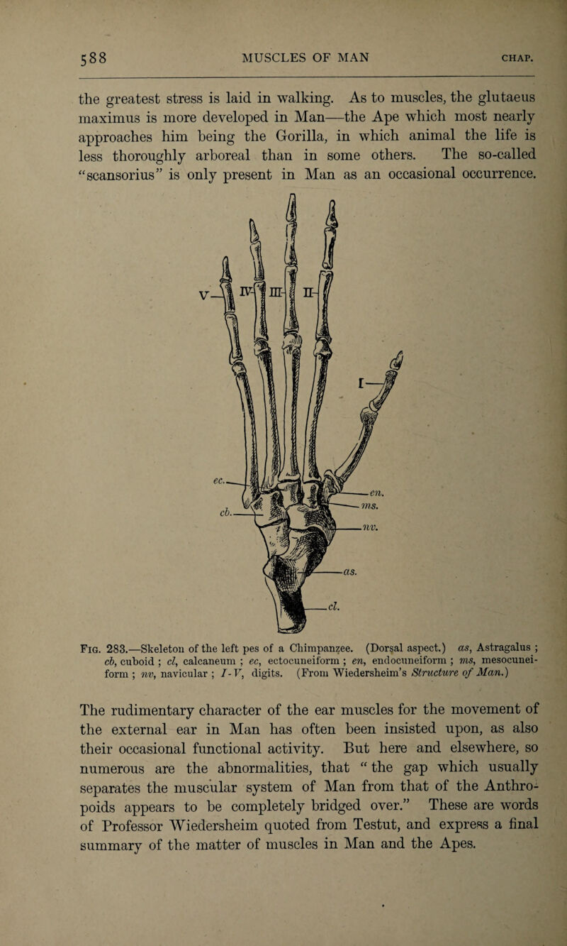 the greatest stress is laid in walking. As to muscles, the glutaeus maximus is more developed in Man—the Ape which most nearly approaches him being the Gorilla, in which animal the life is less thoroughly arboreal than in some others. The so-called “scansorius” is only present in Man as an occasional occurrence. Fig. 283.—Skeleton of the left pes of a Chimpanzee. (Dorsal aspect.) as, Astragalus ; cb, cuboid ; cl, calcaneum ; ec, ectoc.uneiform ; en, endocuneiform ; vis, mesocunei- form ; nv, navicular ; I-V, digits. (From Wiedersheim’s Structure of Man.) The rudimentary character of the ear muscles for the movement of the external ear in Man has often been insisted upon, as also their occasional functional activity. But here and elsewhere, so numerous are the abnormalities, that “ the gap which usually separates the muscular system of Man from that of the Anthro¬ poids appears to be completely bridged over.” These are words of Professor Wiedersheim quoted from Testut, and express a final summary of the matter of muscles in Man and the Apes.