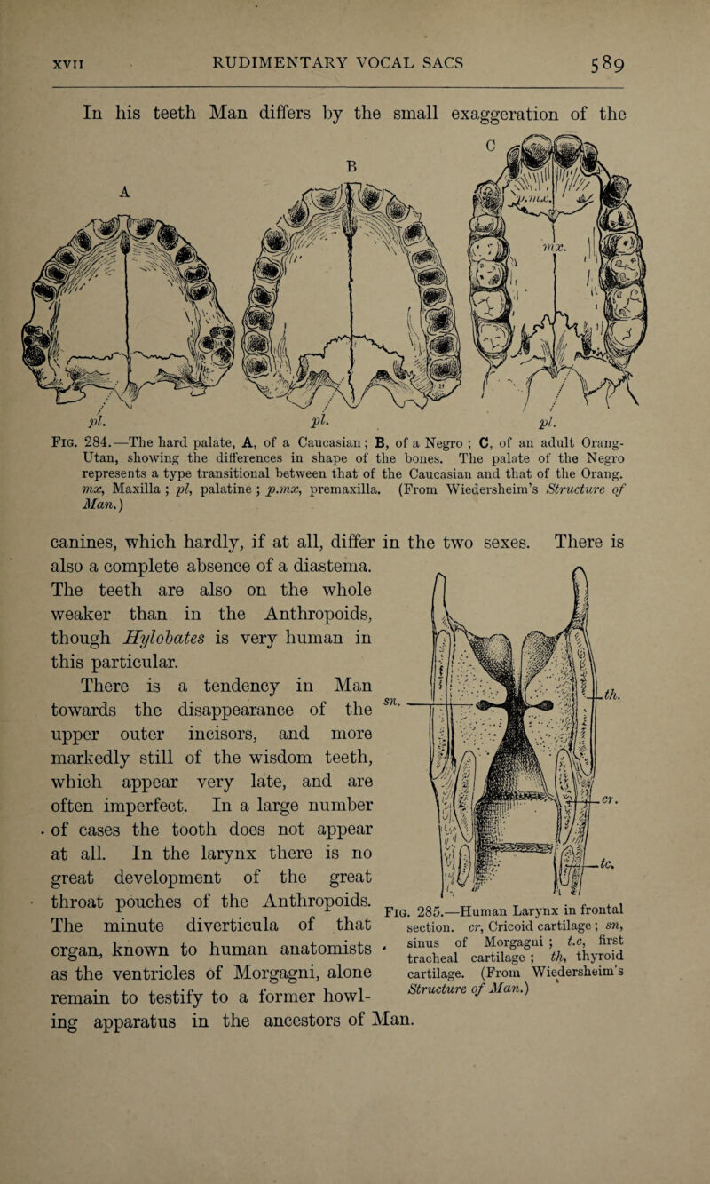 In his teeth Man differs by the small exaggeration of the Fig. 284.—The hard palate, A, of a Caucasian; B, of a Negro ; C, of an adult Orang- Utan, showing the differences in shape of the bones. The palate of the Negro represents a type transitional between that of the Caucasian and that of the Orang. mx, Maxilla ; pi, palatine ; p.mx, premaxilla. (From Wiedersheim’s Structure, of Man.) sn. canines, which hardly, if at all, differ in the two sexes also a complete absence of a diastema. The teeth are also on the whole weaker than in the Anthropoids, though Hylobates is very human in this particular. There is a tendency in Man towards the disappearance of the upper outer incisors, and more markedly still of the wisdom teeth, which appear very late, and are often imperfect. In a large number of cases the tooth does not appear at all. In the larynx there is no great development of the great throat pouches of the Anthropoids. The minute diverticula of that organ, known to human anatomists as the ventricles of Morgagni, alone remain to testify to a former howl¬ ing apparatus in the ancestors of Man There is Fig. 285.—Human Larynx in frontal section, cr, Cricoid cartilage ; sn, , sinus of Morgagni ; t.c, first tracheal cartilage ; th, thyroid cartilage. (From Wiedersheim’s Structure of Man.)