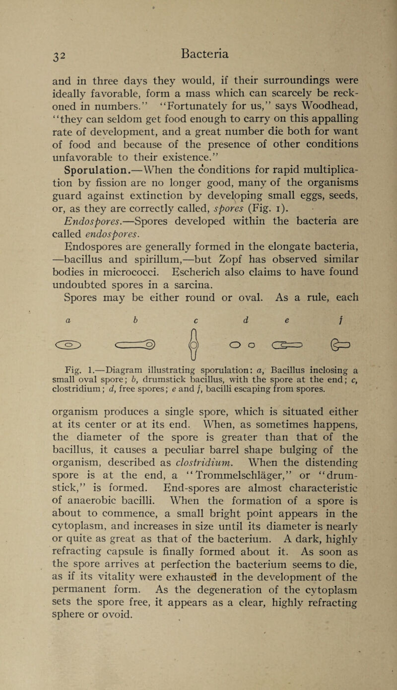 and in three days they would, if their surroundings were ideally favorable, form a mass which can scarcely be reck¬ oned in numbers.” “Fortunately for us,” says Woodhead, “they can seldom get food enough to carry on this appalling rate of development, and a great number die both for want of food and because of the presence of other conditions unfavorable to their existence.” Sporulation.—When the conditions for rapid multiplica¬ tion by fission are no longer good, many of the organisms guard against extinction by developing small eggs, seeds, or, as they are correctly called, spores (Fig. i). Endospores.—Spores developed within the bacteria are called endospores. Endospores are generally formed in the elongate bacteria, —bacillus and spirillum,—but Zopf has observed similar bodies in micrococci. Escherich also claims to have found undoubted spores in a sarcina. Spores may be either round or oval. As a rule, each d e f O o 0=3 Fig. 1.—Diagram illustrating sporulation: a, Bacillus inclosing a small oval spore; b, drumstick bacillus, with the spore at the end; c, Clostridium; d, free spores; e and /, bacilli escaping from spores. organism produces a single spore, which is situated either at its center or at its end. When, as sometimes happens, the diameter of the spore is greater than that of the bacillus, it causes a peculiar barrel shape bulging of the organism, described as Clostridium. When the distending spore is at the end, a “ Trommelschlager,” or “drum¬ stick,” is formed. End-spores are almost characteristic of anaerobic bacilli. When the formation of a spore is about to commence, a small bright point appears in the cytoplasm, and increases in size until its diameter is nearly or quite as great as that of the bacterium. A dark, highly refracting capsule is finally formed about it. As soon as the spore arrives at perfection the bacterium seems to die, as if its vitality were exhausted in the development of the permanent form. As the degeneration of the cytoplasm sets the spore free, it appears as a clear, highly refracting sphere or ovoid.